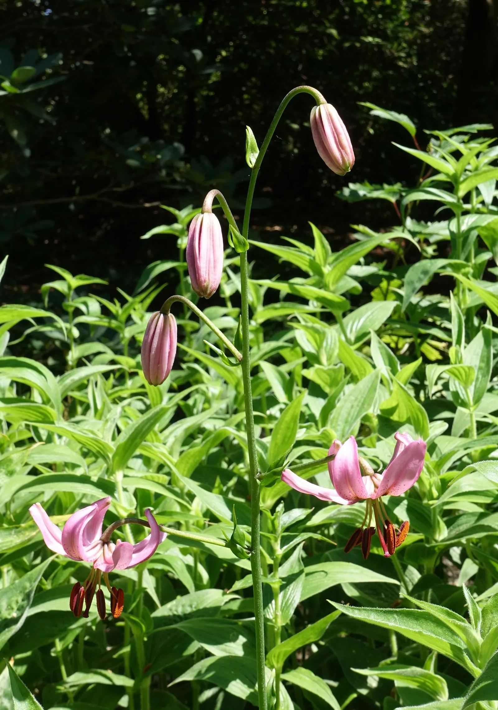 Toad Lily (Tricyrtis Hirta) — Flower colors range from white to lavender