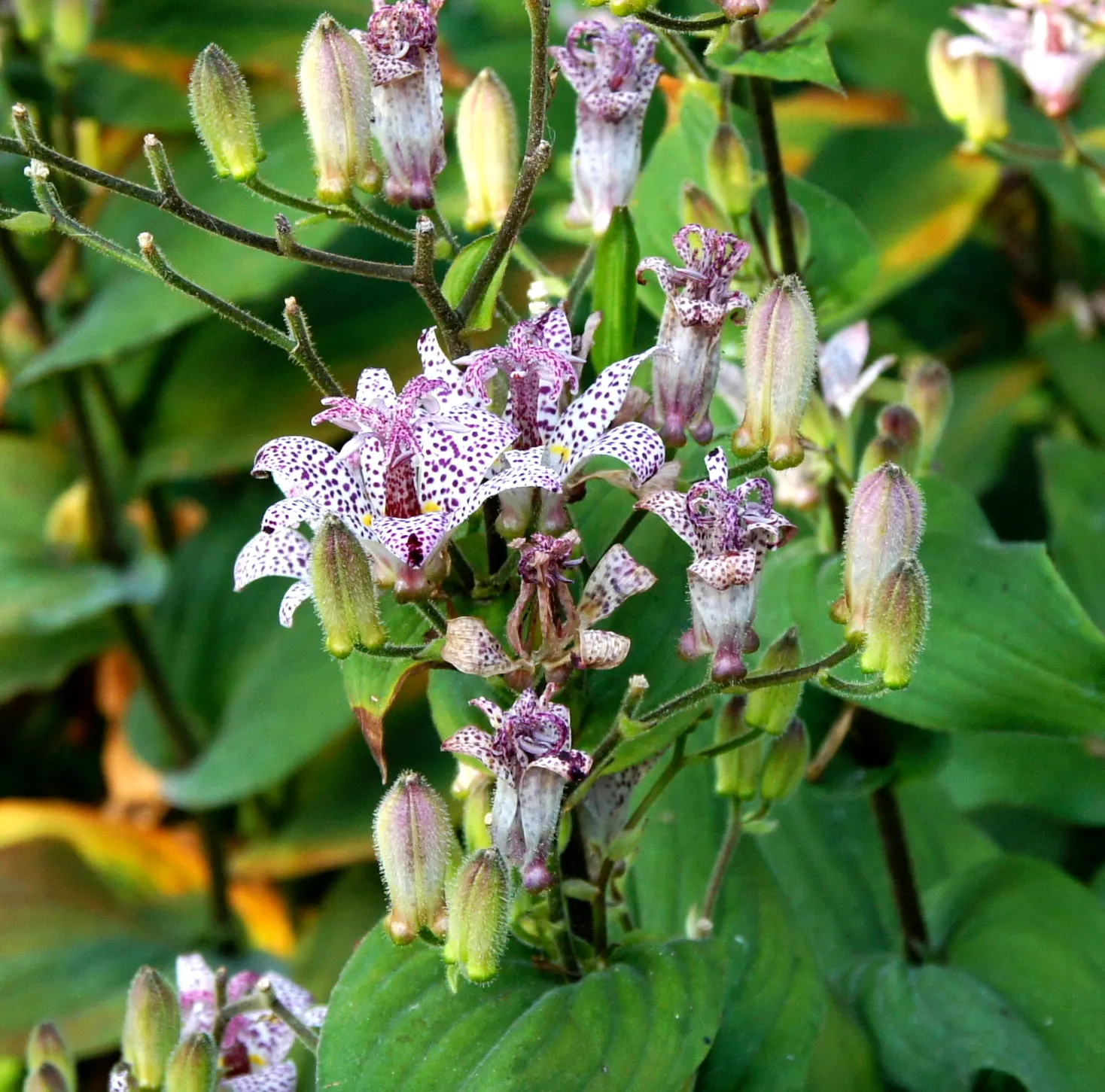 Toad Lily (Tricyrtis Hirta) — providing a burst of color when many other plants are fading; commonly known as Toad Lily, image 124