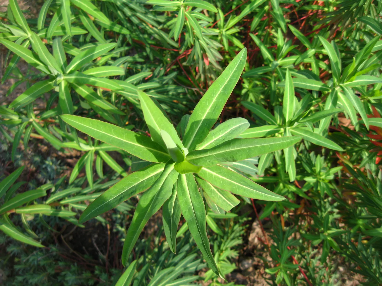 Horned Spurge, Tintern Spurge (Euphorbia Ceratocarpa) — It thrives in sunny spots with well-drained soil, reaching up to 2-3 feet in height and width