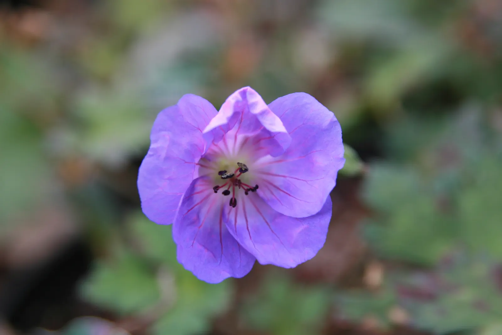 New Hampshire Purple Cranesbill (Geranium 'New Hampshire Purple') — boasts vibrant purple flowers with veined petals atop mounded