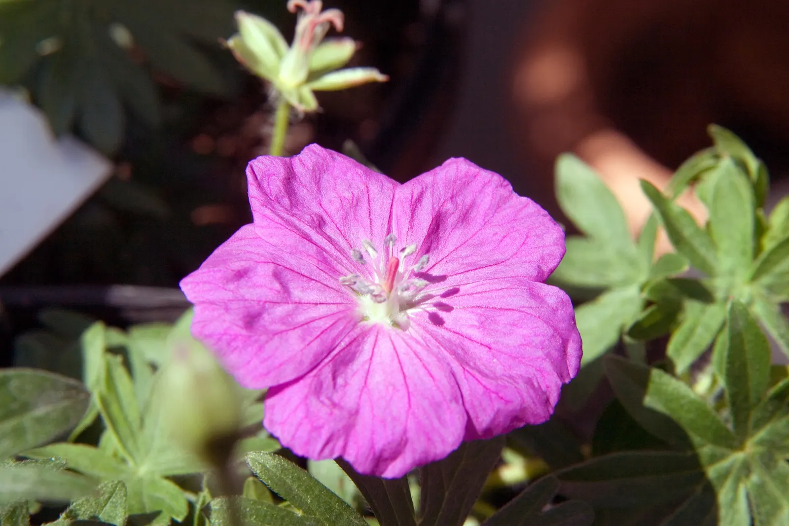 New Hampshire Purple Cranesbill (Geranium 'New Hampshire Purple') — Thriving in USDA zones 3-8, it reaches 18-24 inches in height and spreads 18-24 inches wide