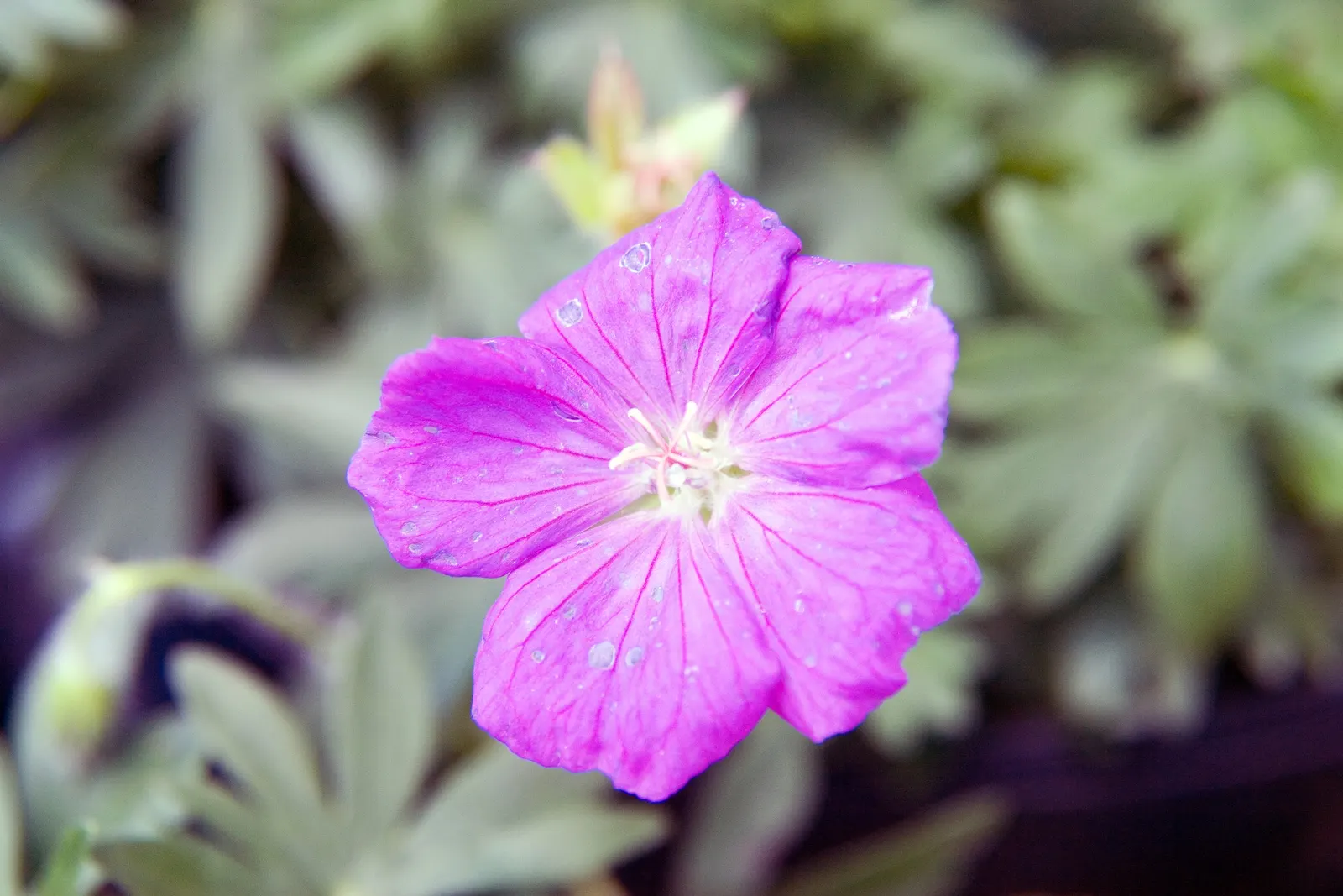 New Hampshire Purple Cranesbill (Geranium 'New Hampshire Purple') — It blooms from late spring to early fall, with periodic deadheading to promote continued