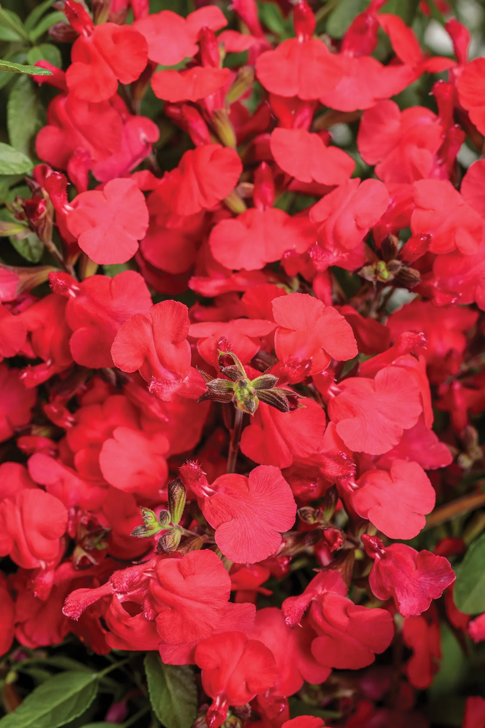 Red sage (Salvia) — Proven Winners - OutShine™ Red - sage - Salvia red cherry red plant details, information and resources