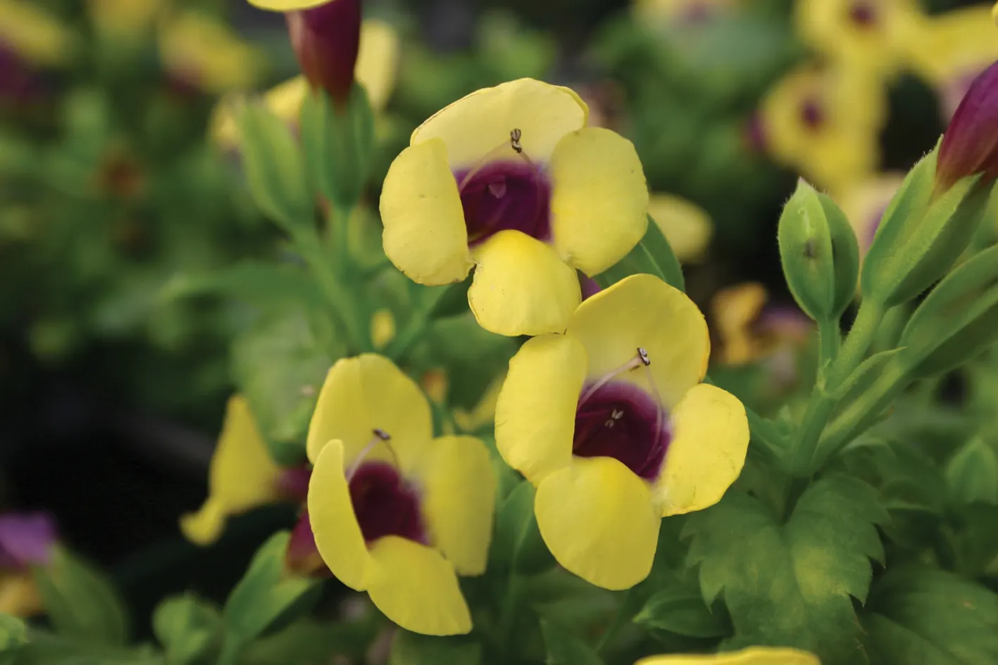 Gilded Grape™ Wishbone Flower (Torenia) — information and resources; the wishbone flower is low maintenance and is reliable for torenia hanging, image 92