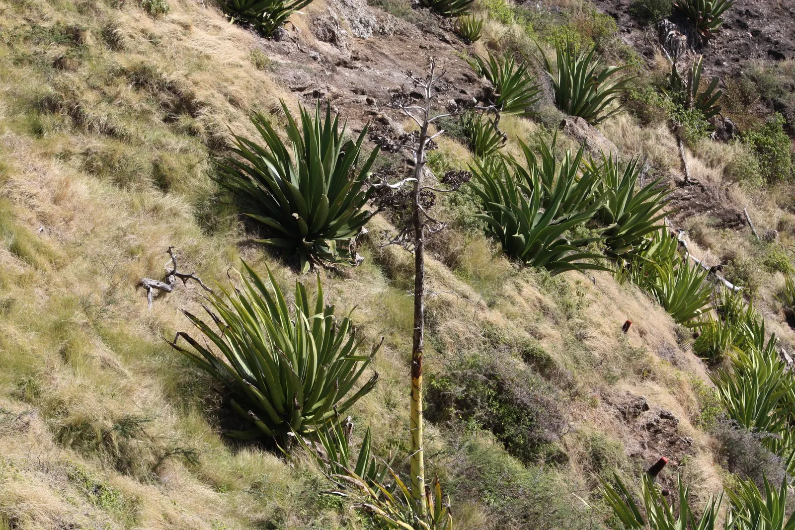 Desert Agave (Agave Deserti) — embodying the principles of water-wise landscaping; succulent with yellow blooms