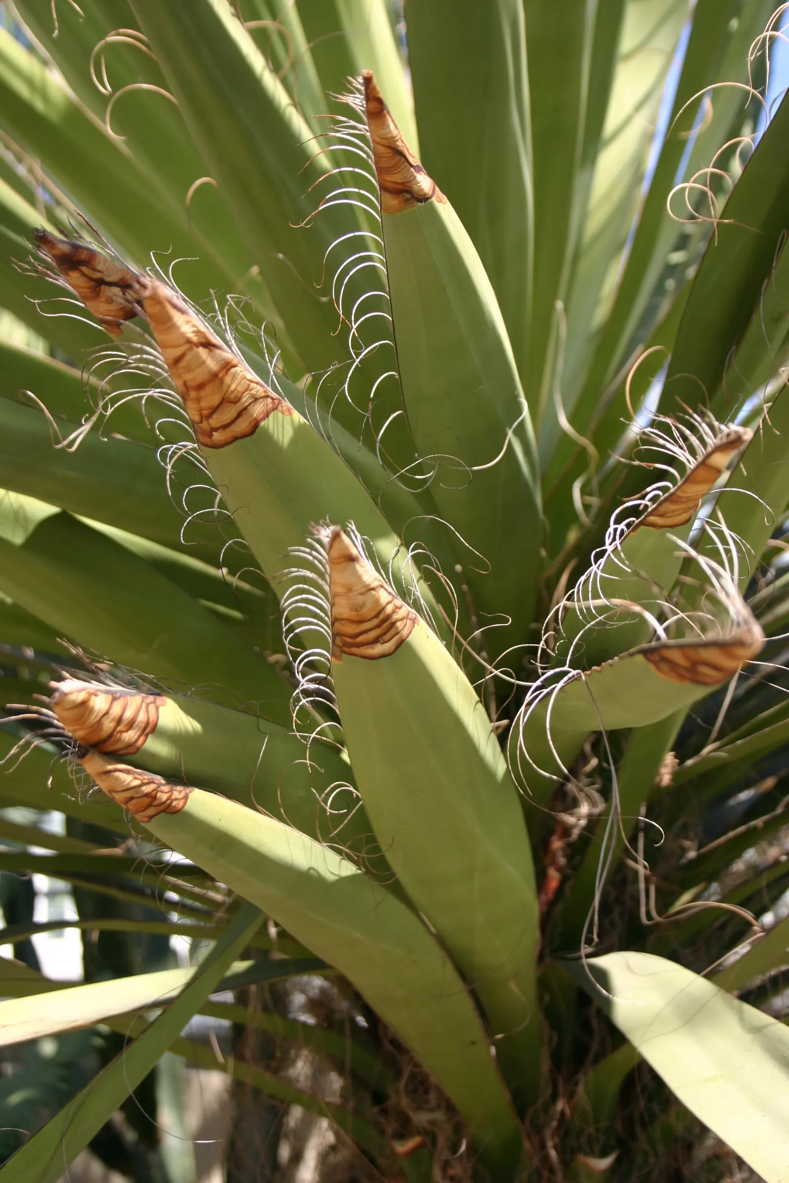 Desert Agave (Agave Deserti) — Ideal for xeriscape designs, it adds a dramatic accent with minimal water requirements
