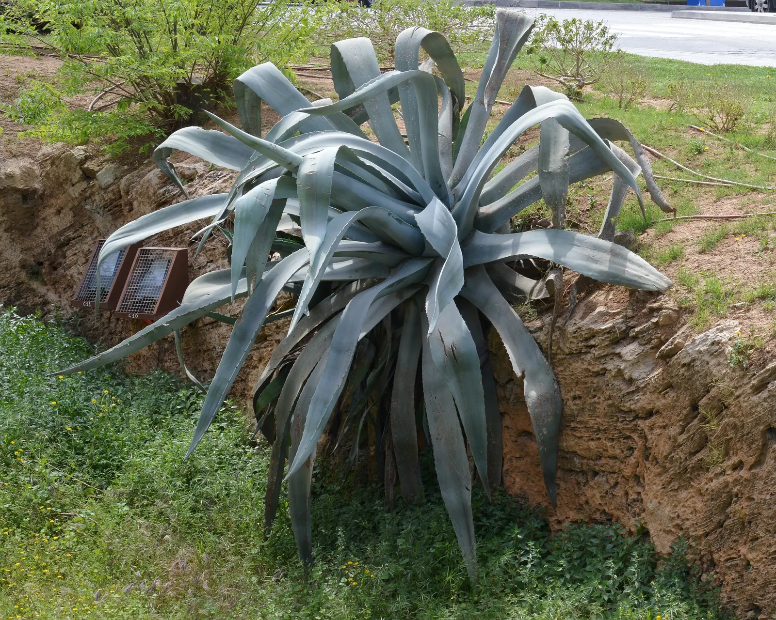 Desert Agave (Agave Deserti) — Adapted to arid conditions, this perennial thrives in full sun and well-drained soils; displaying a plethora of, image 75