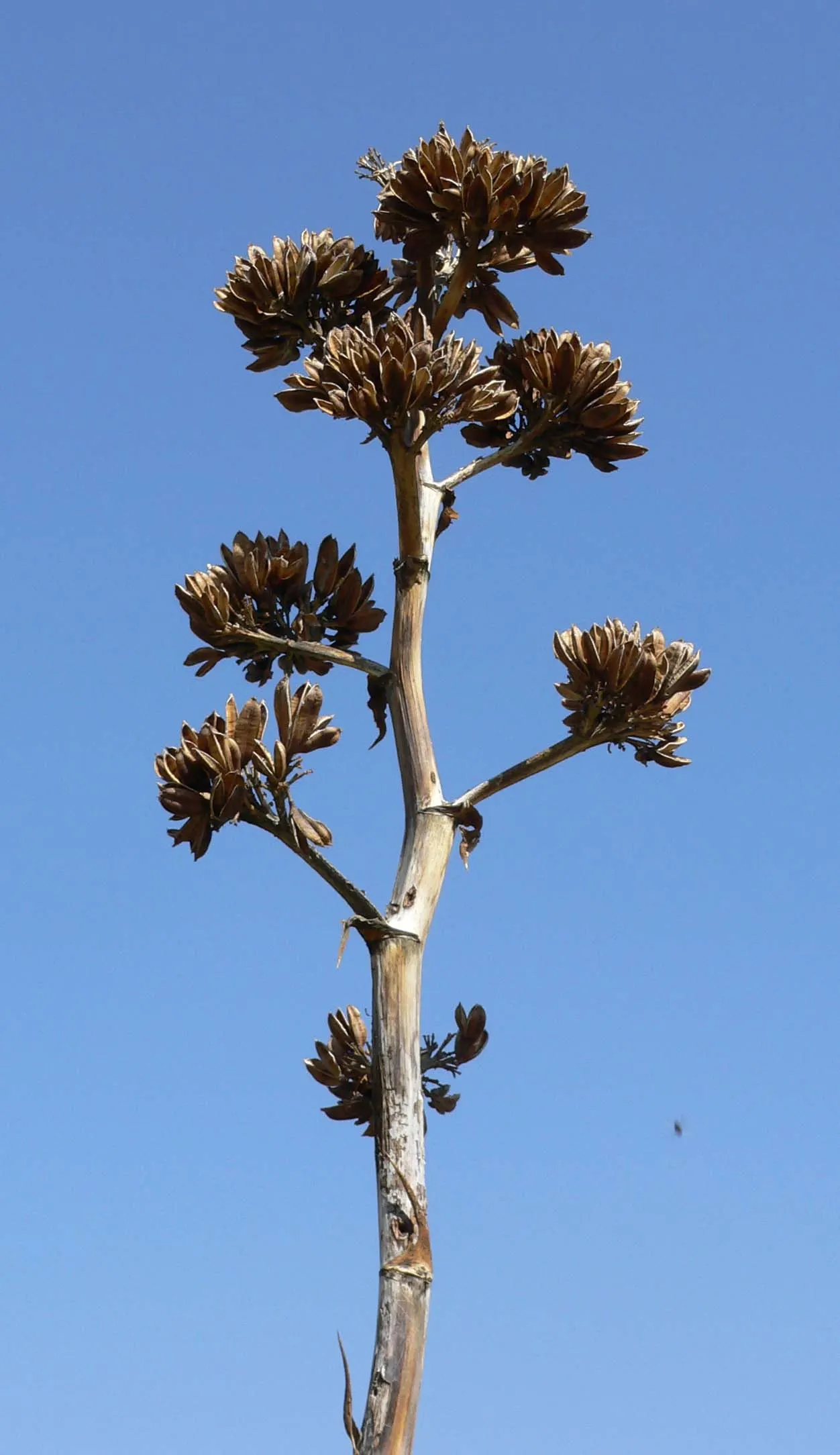 Desert Agave (Agave Deserti) — the Desert Agave typically spans 2 to 3 feet in height and width when fully mature; spiny-edged leaves that can, image 59