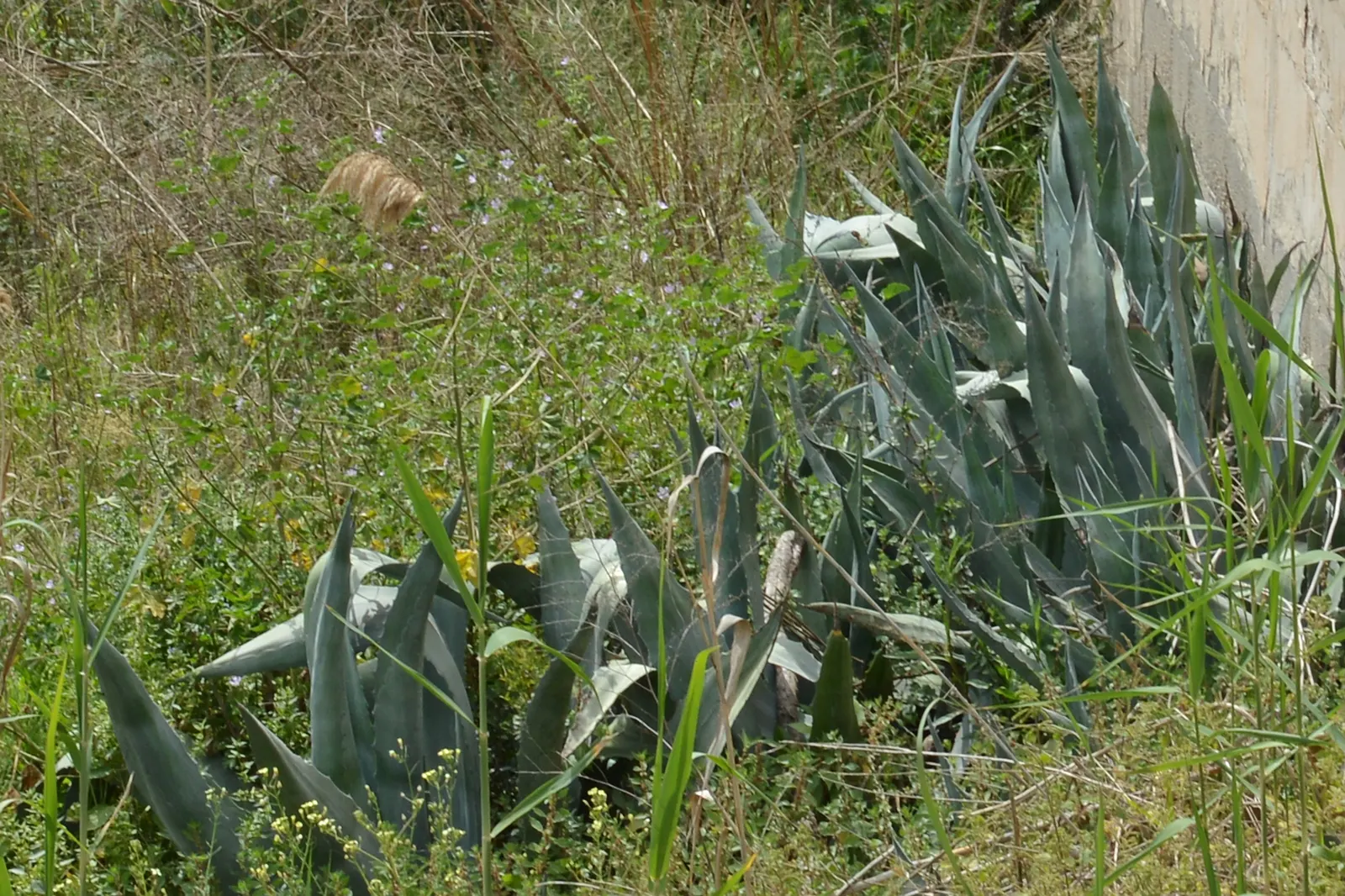 Desert Agave (Agave Deserti) — succulent for full or half; highlighting the remarkable life cycle and hardy nature of desert flora, image 72
