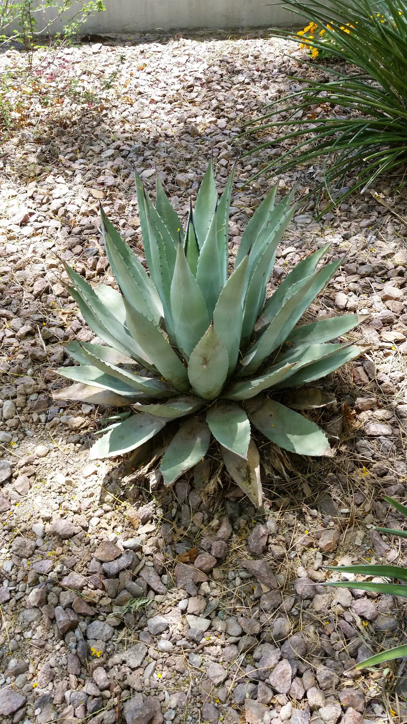 Desert Agave (Agave Deserti) — spiny-edged leaves that can reach 24 inches tall by 18 inches wide; the Desert Agave typically spans 2 to 3 feet in height and
