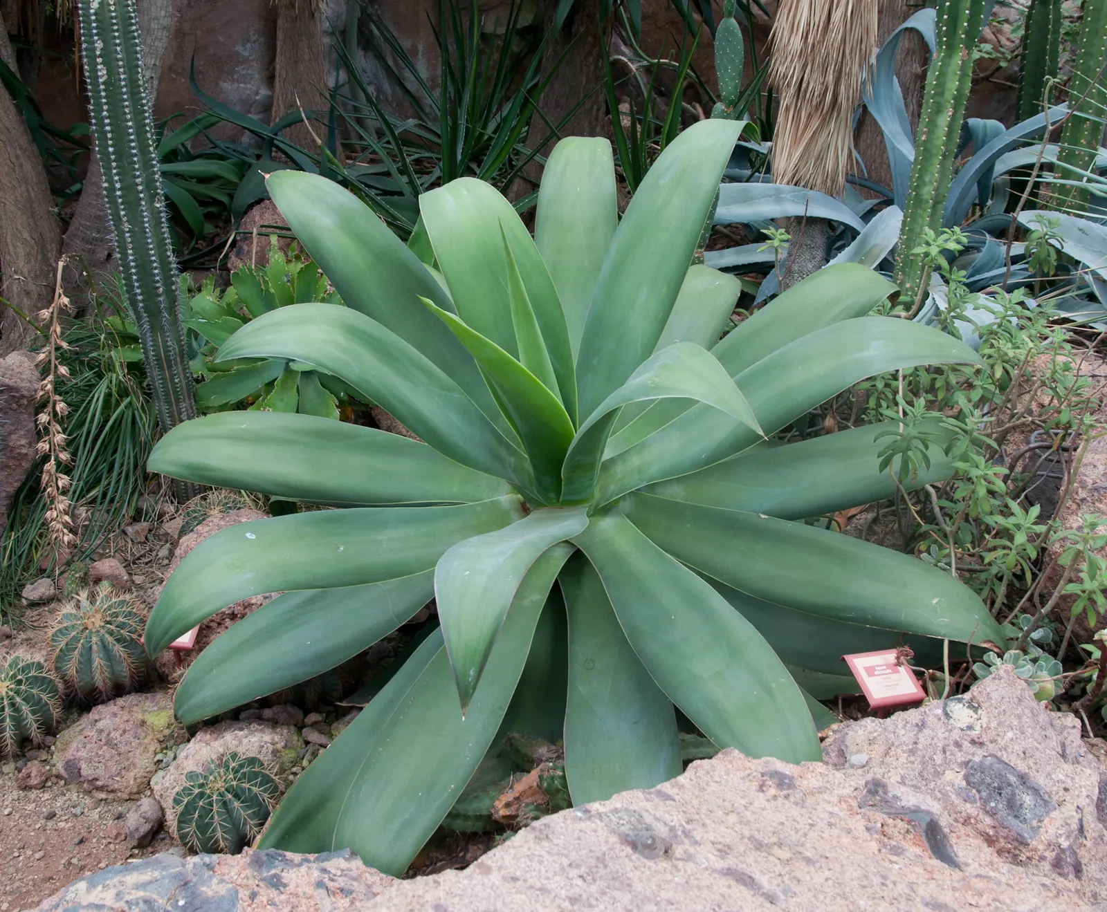 Desert Agave (Agave Deserti) — embodying the principles of water-wise landscaping; succulent with yellow blooms, image 62