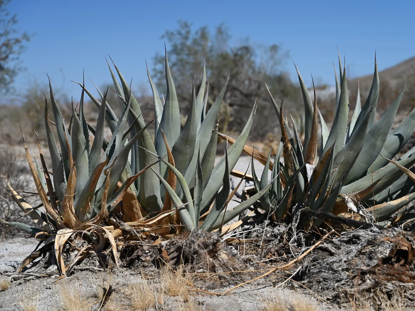 Desert Agave (Agave Deserti) — blue-green leaves that can reach up to 2 feet in length and about 4 to 6 inches in width; ideal for xeriscape, image 56