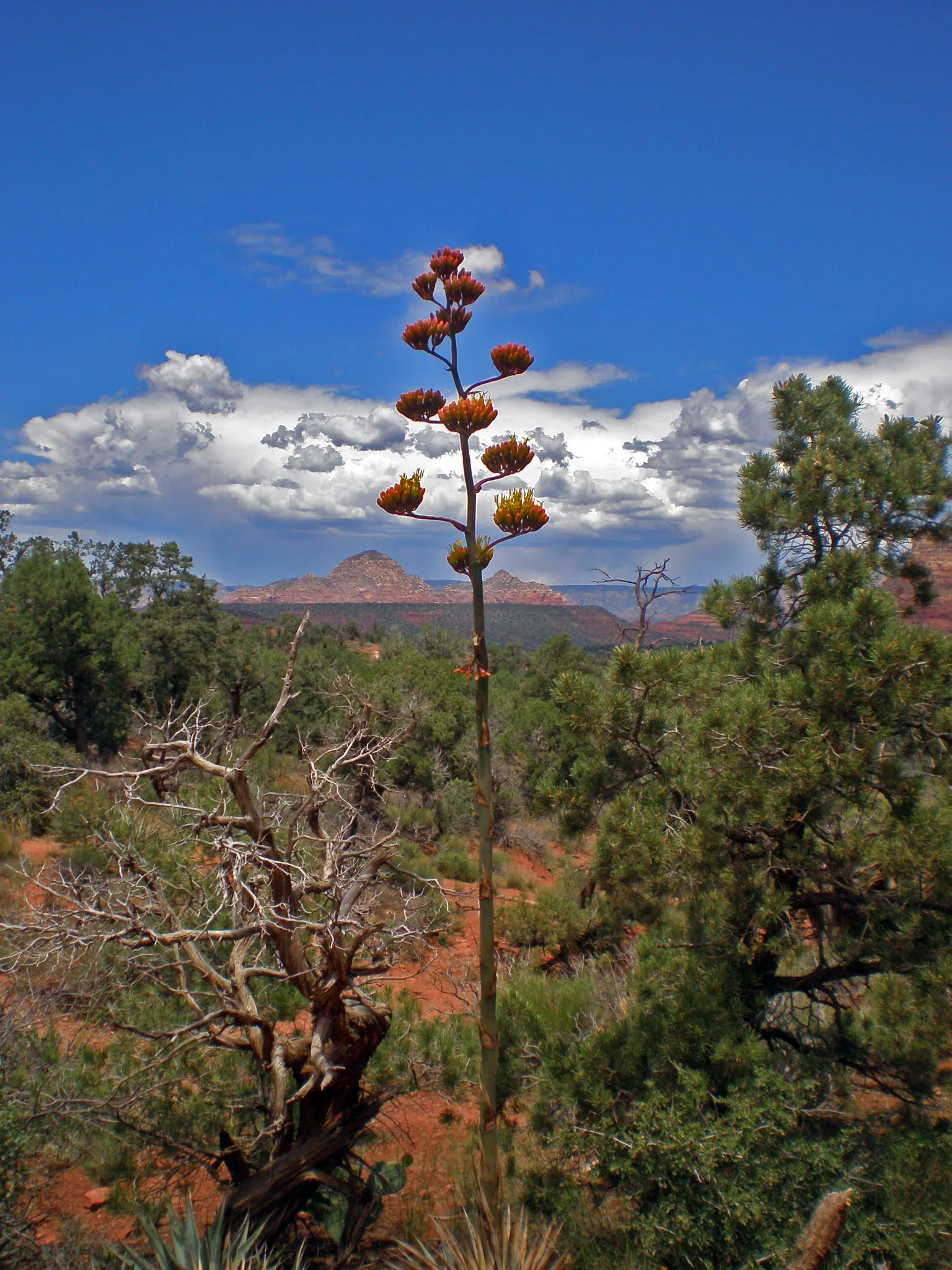 Desert Agave (Agave Deserti) — mimicking its natural arid habitats.<br><br>Every 10 to 15 years