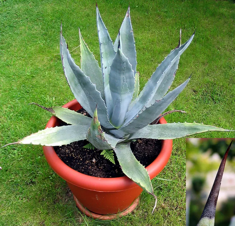 Desert Agave (Agave Deserti) — the Desert Agave sends up a dramatic flowering stalk that can tower 9 to 15 feet