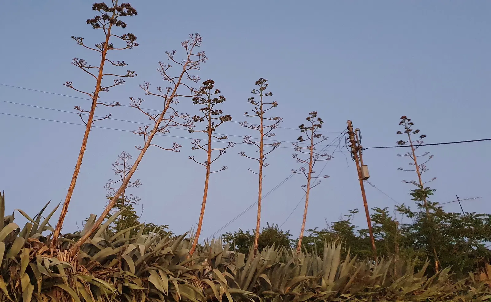 Desert Agave (Agave Deserti) — Each leaf terminates in a formidable spine