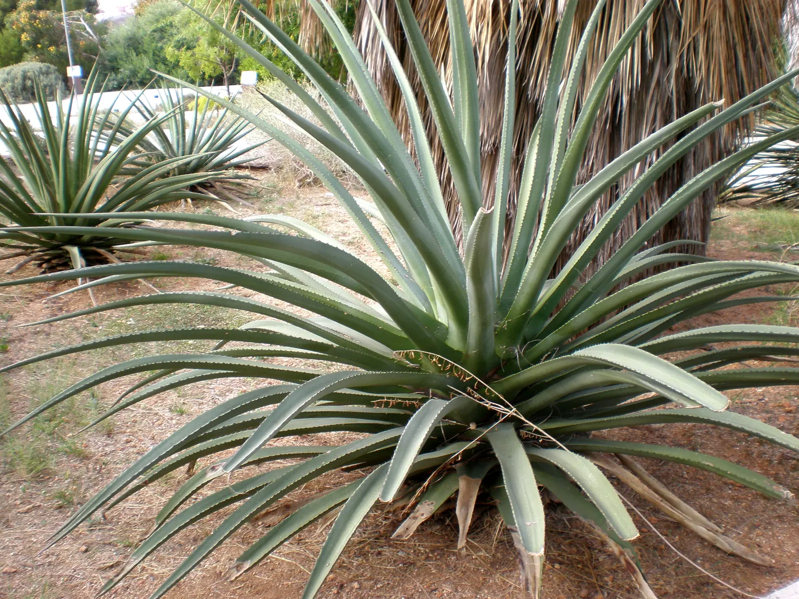 Desert Agave (Agave Deserti) — Due to its low water requirements; each leaf terminates in a formidable spine, image 60