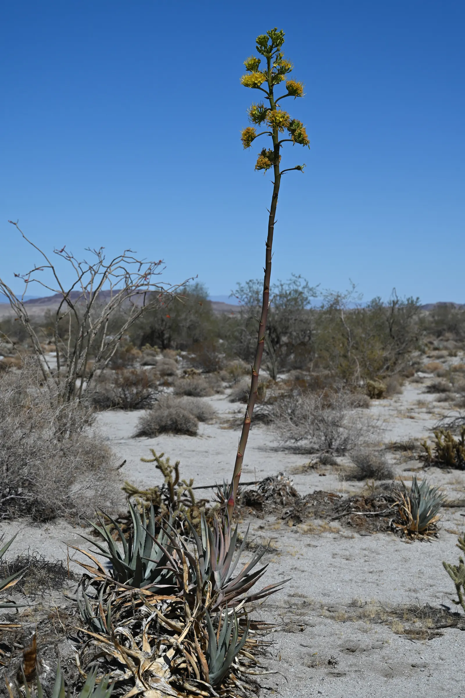 Desert Agave (Agave Deserti) — so placement within the garden should consider pedestrian traffic.<br><br>Striking in its individual form; this, image 58