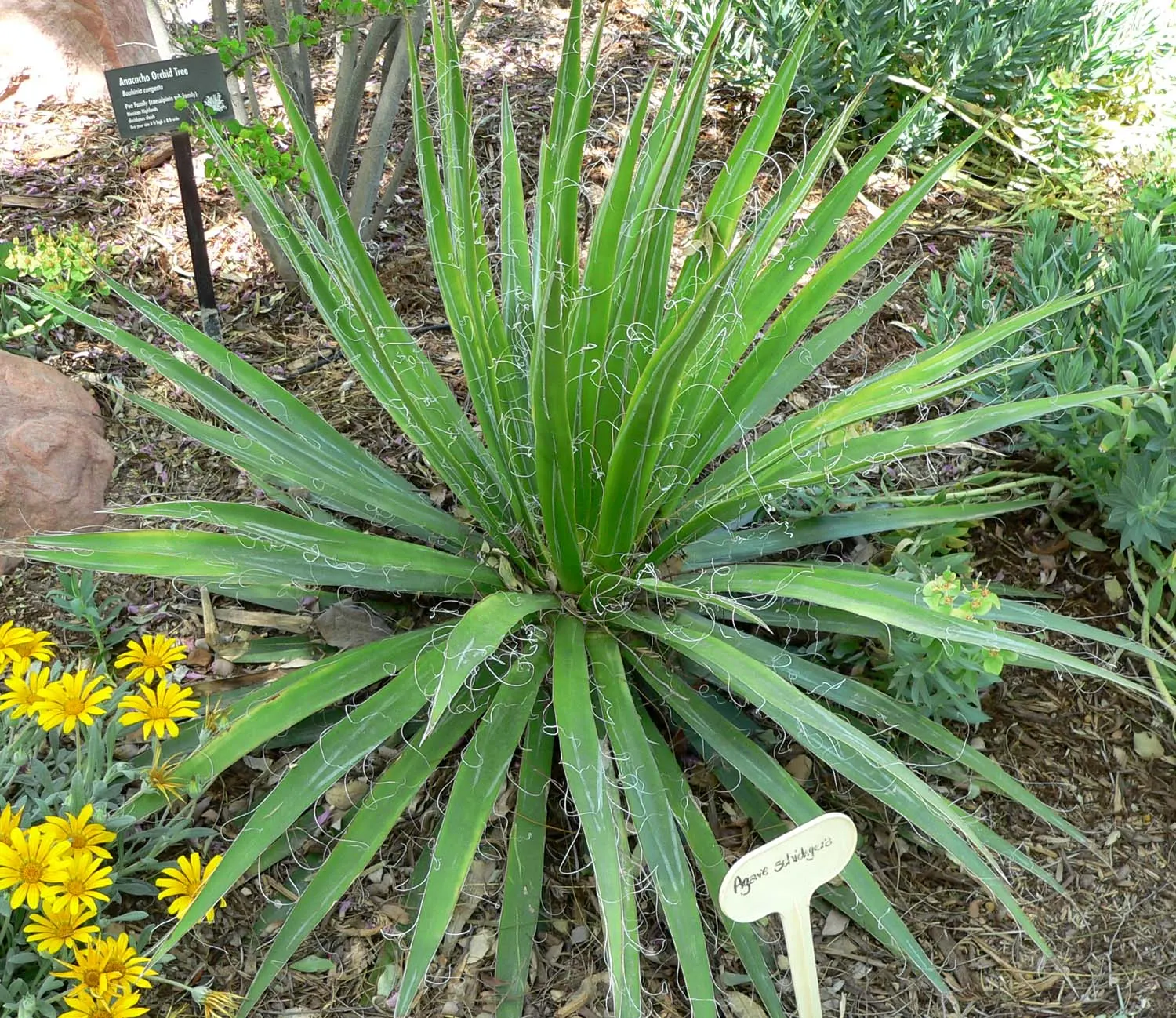 Desert Agave (Agave Deserti) — the Desert Agave sends up a dramatic flowering stalk that can tower 9 to 15 feet; offspring or 'pups' often surround, image 65