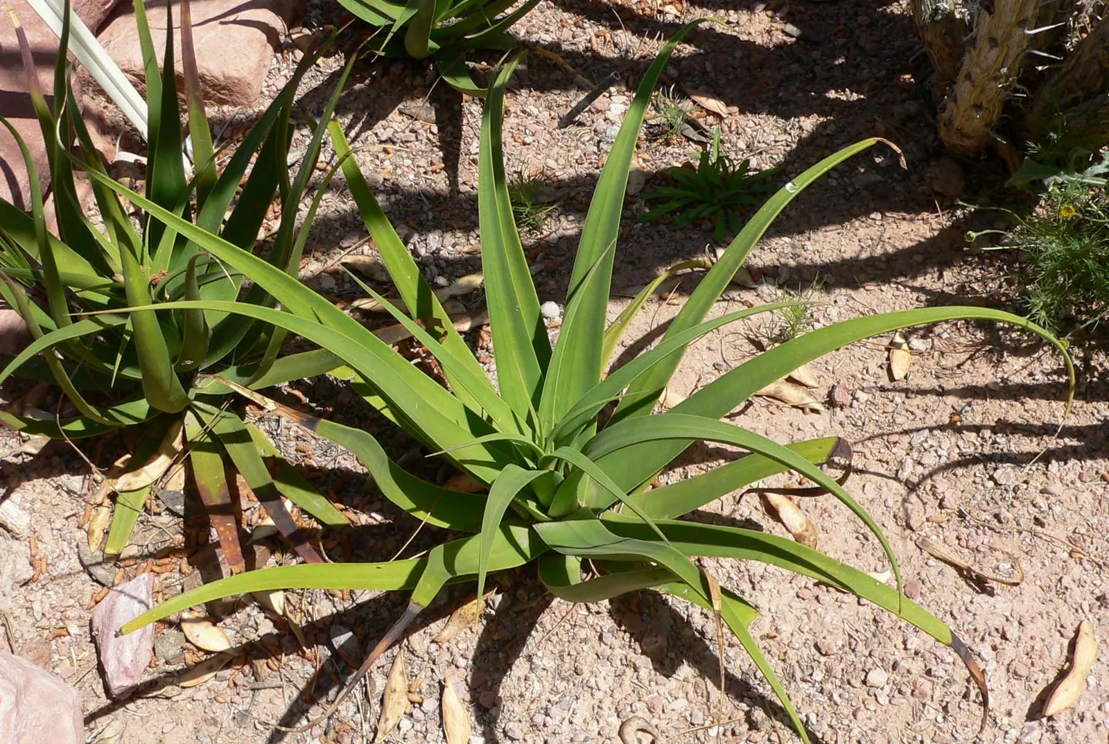 Desert Agave (Agave Deserti) — This agave prefers well-draining soils and thrives in full sun exposure; native to the southwestern United States and, image 63