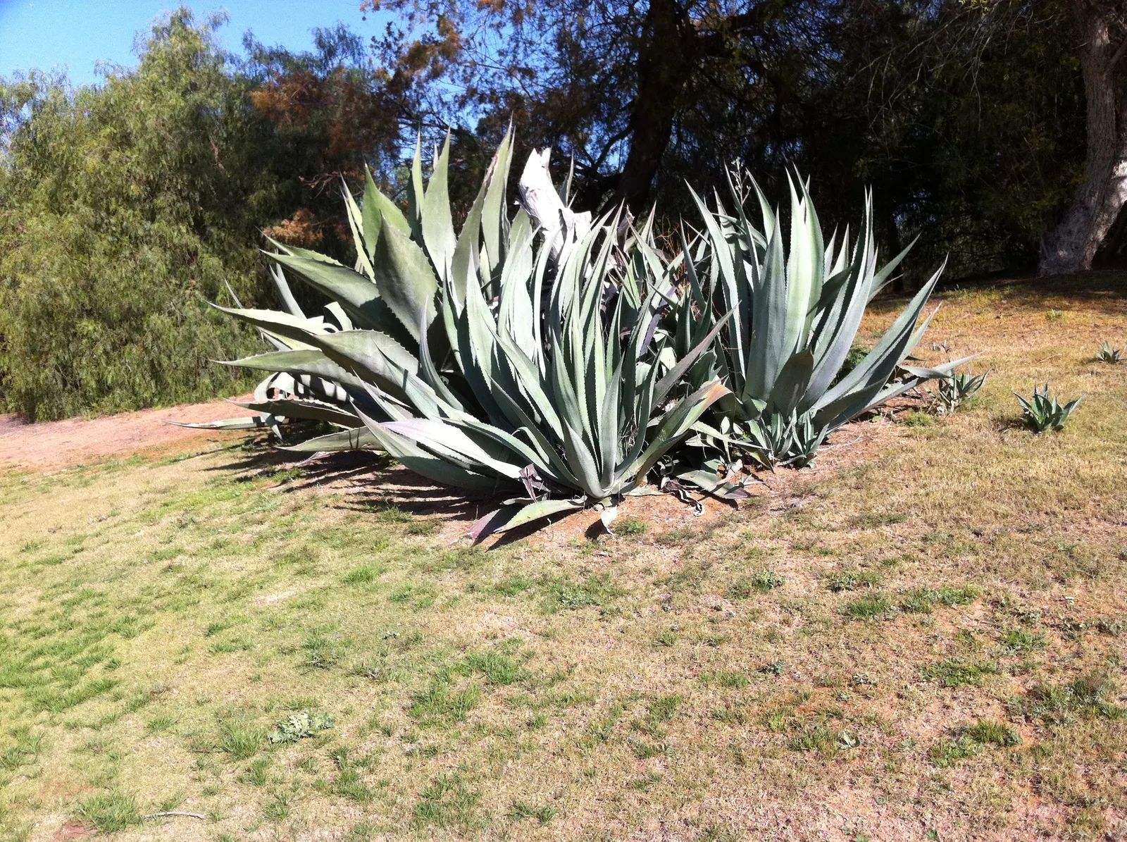 Desert Agave (Agave Deserti) — mimicking its natural arid habitats.<br><br>Every 10 to 15 years; it's an excellent choice for xeriscaped areas or, image 64