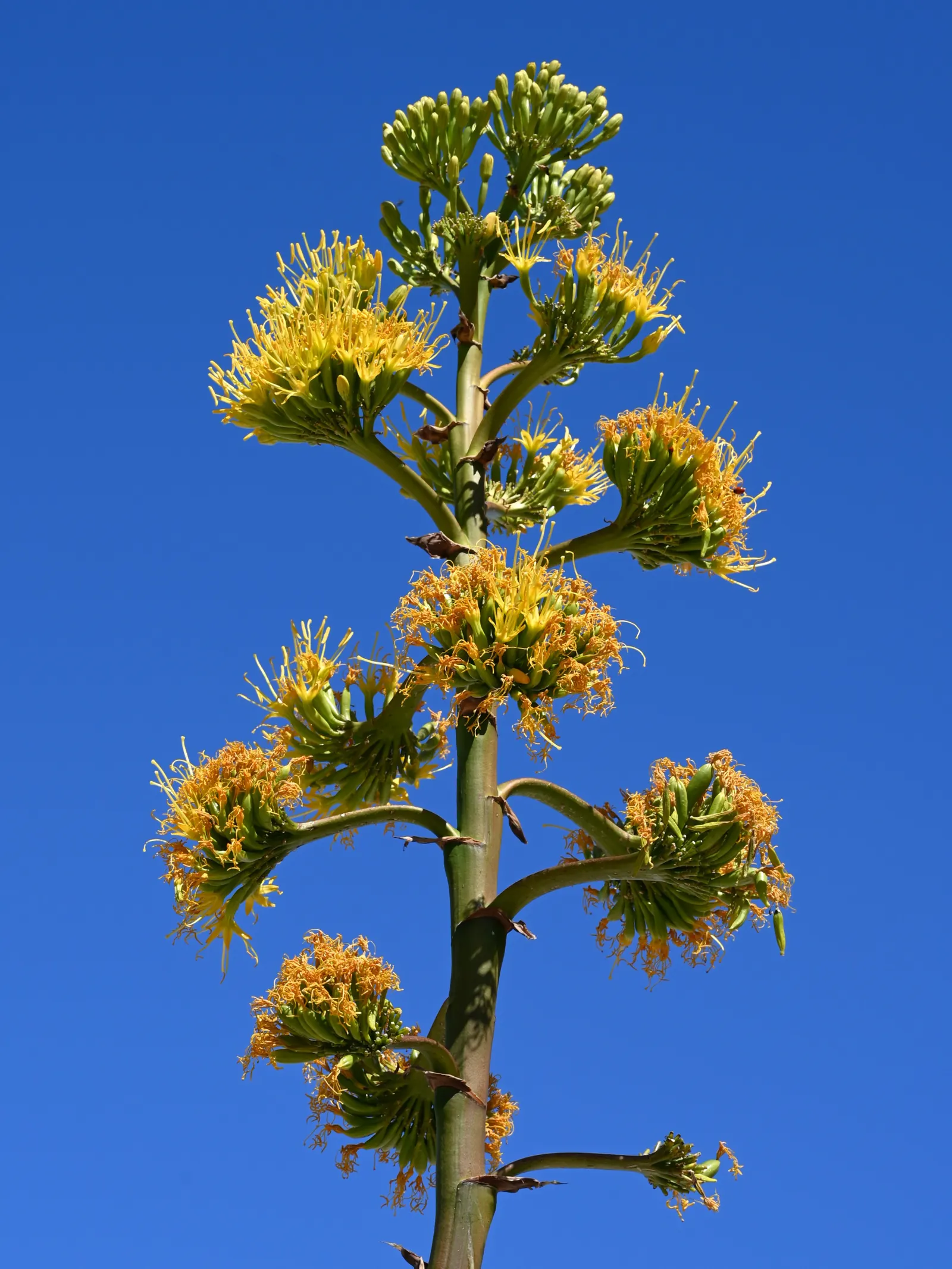 Desert Agave (Agave Deserti) — displaying a plethora of creamy-yellow flowers; adapted to arid conditions, this perennial thrives in full sun and well-drained