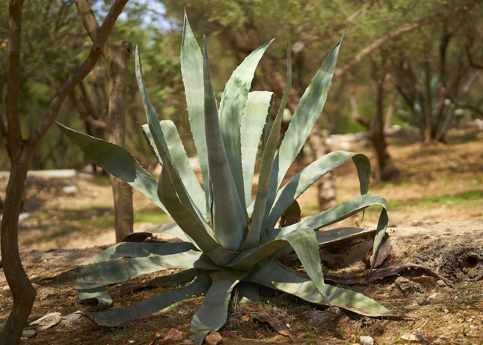 Desert Agave (Agave Deserti) — Its striking, once-in-a-lifetime bloom appears on a tall stalk up to 10 feet high after 10-15 years; exhibits, image 76