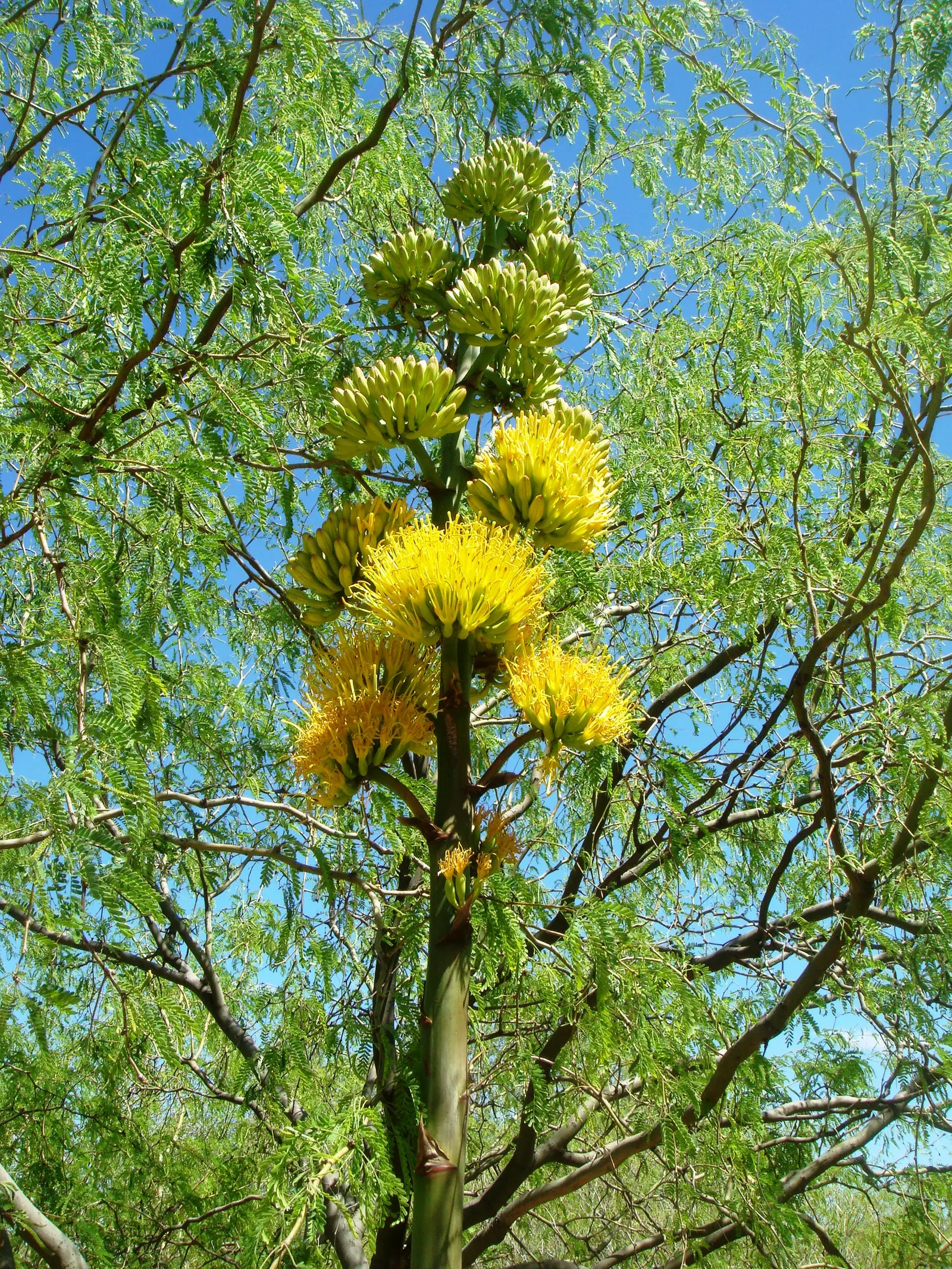 Desert Agave (Agave Deserti) — Its striking, once-in-a-lifetime bloom appears on a tall stalk up to 10 feet high after 10-15 years; exhibits rosettes of narrow