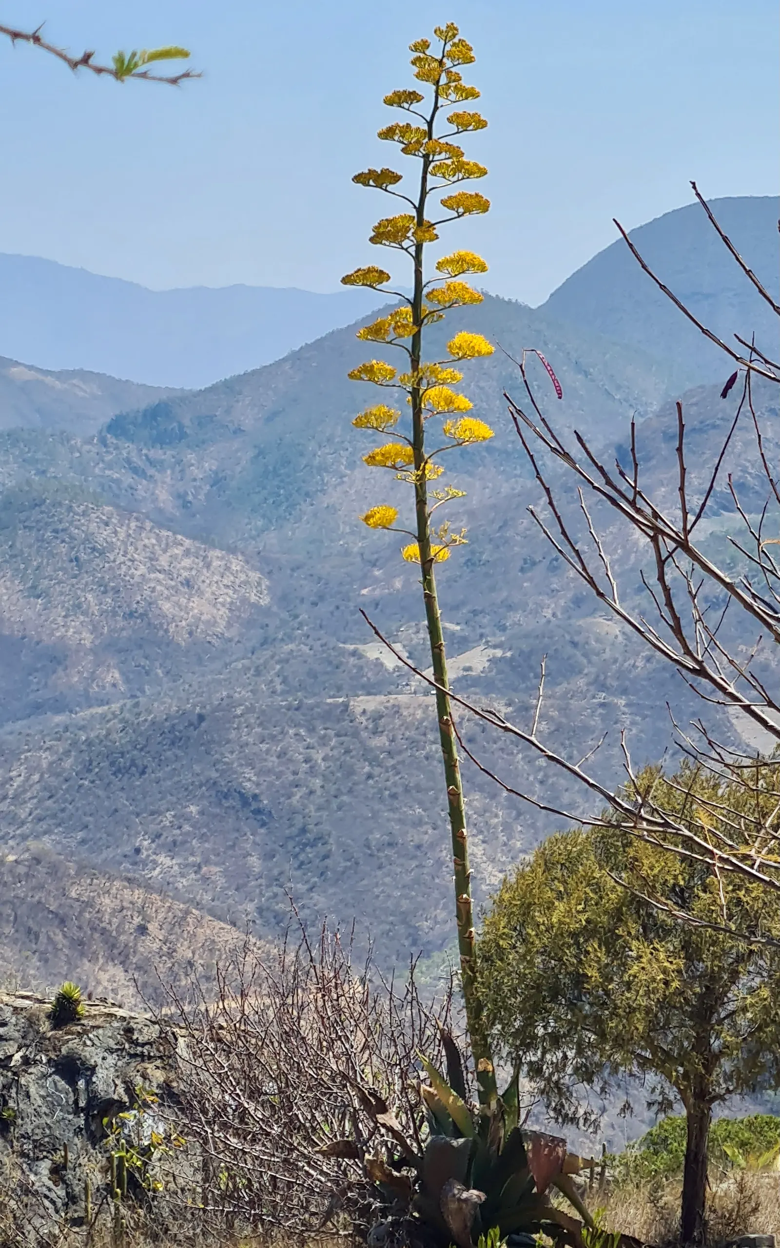 Desert Agave (Agave Deserti) — Due to its low water requirements; each leaf terminates in a formidable spine