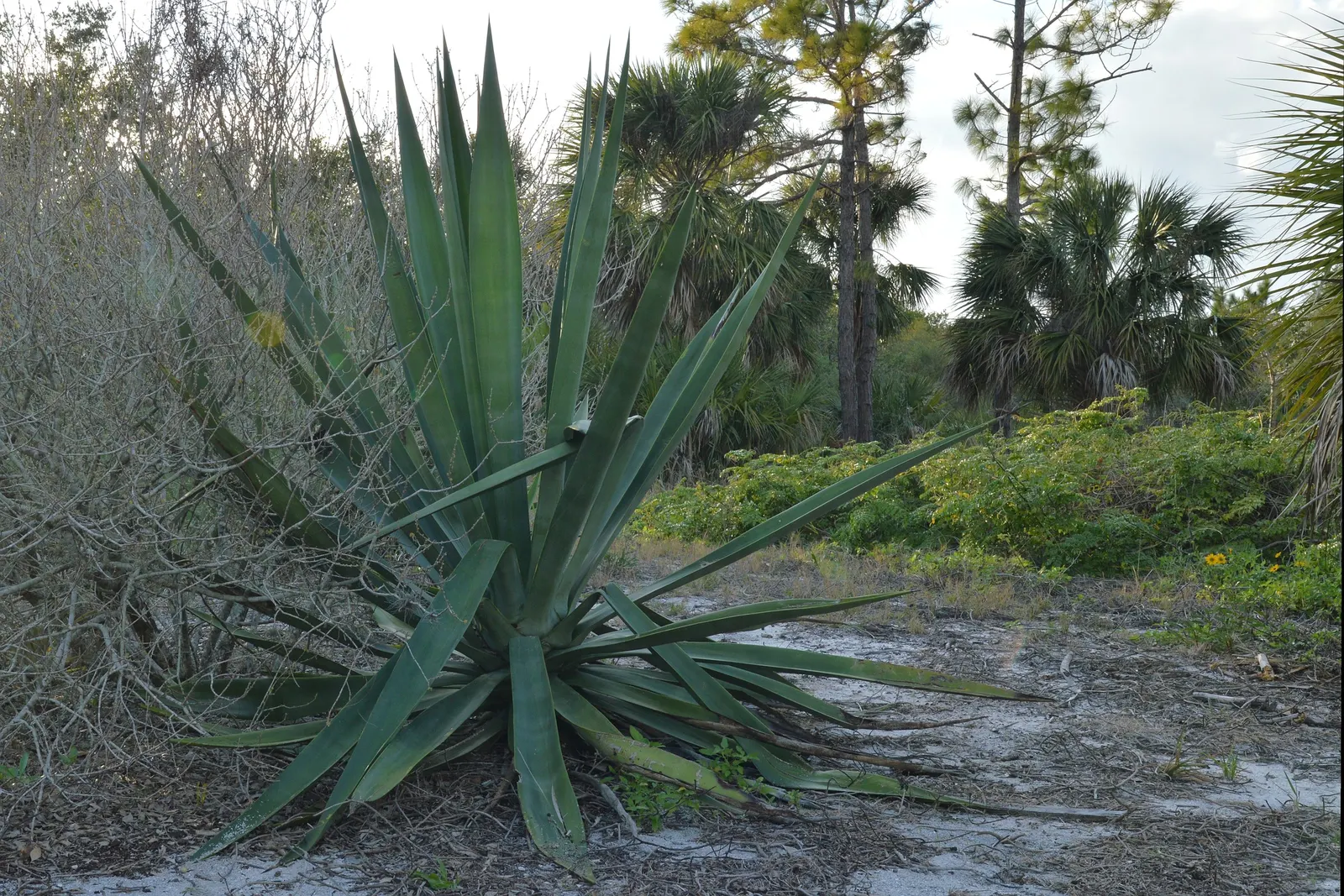 Desert Agave (Agave Deserti) — exhibits rosettes of narrow; its striking, once-in-a-lifetime bloom appears on a tall stalk up to 10 feet high after, image 73