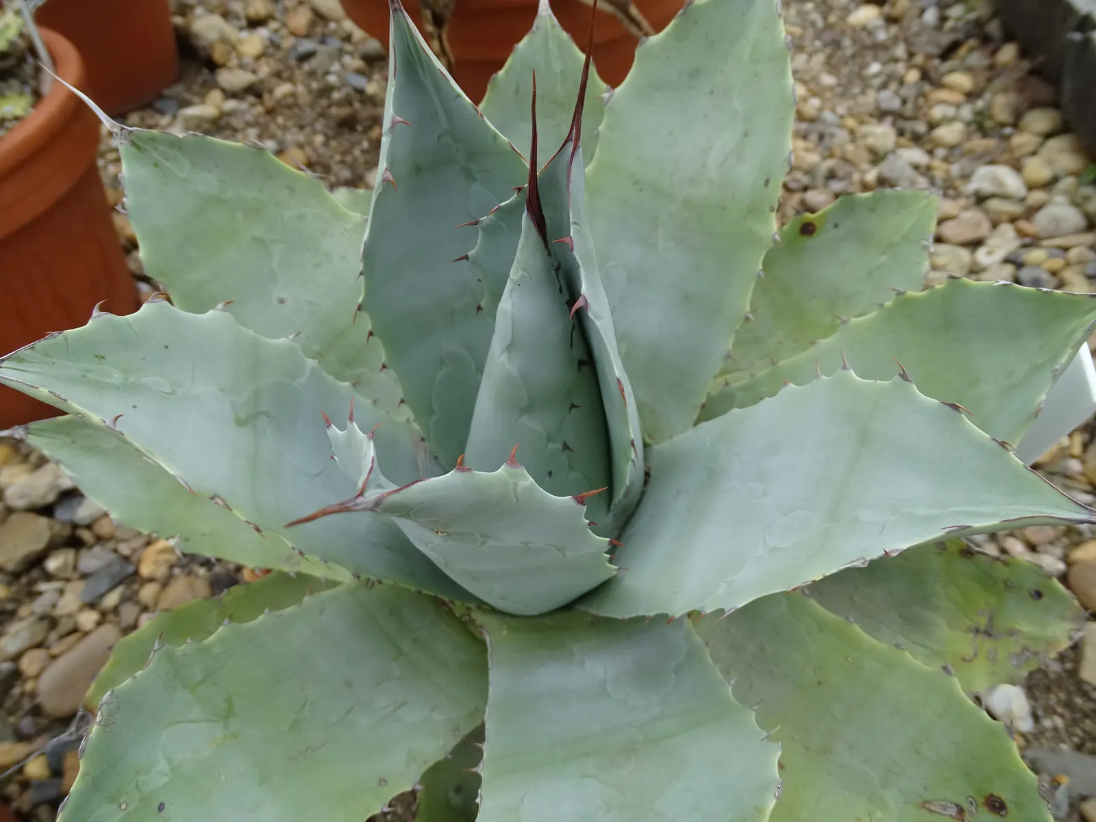 Desert Agave (Agave Deserti) — it's an excellent choice for xeriscaped areas or rock gardens; mimicking its natural arid habitats.<br><br>Every 10, image 61
