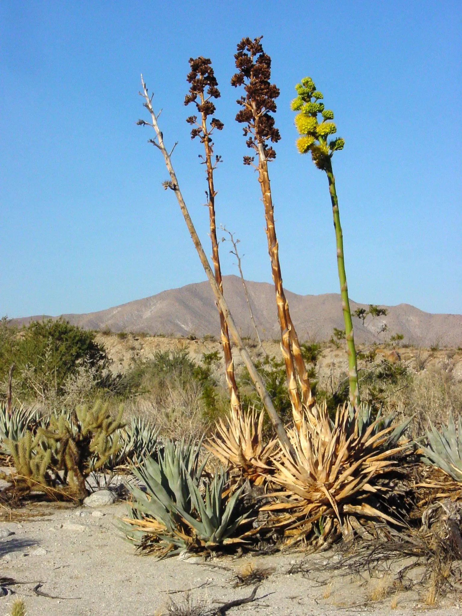 Desert Agave (Agave Deserti) — this succulent plant boasts a rosette of spiky; yellow flowers in the garden, image 55