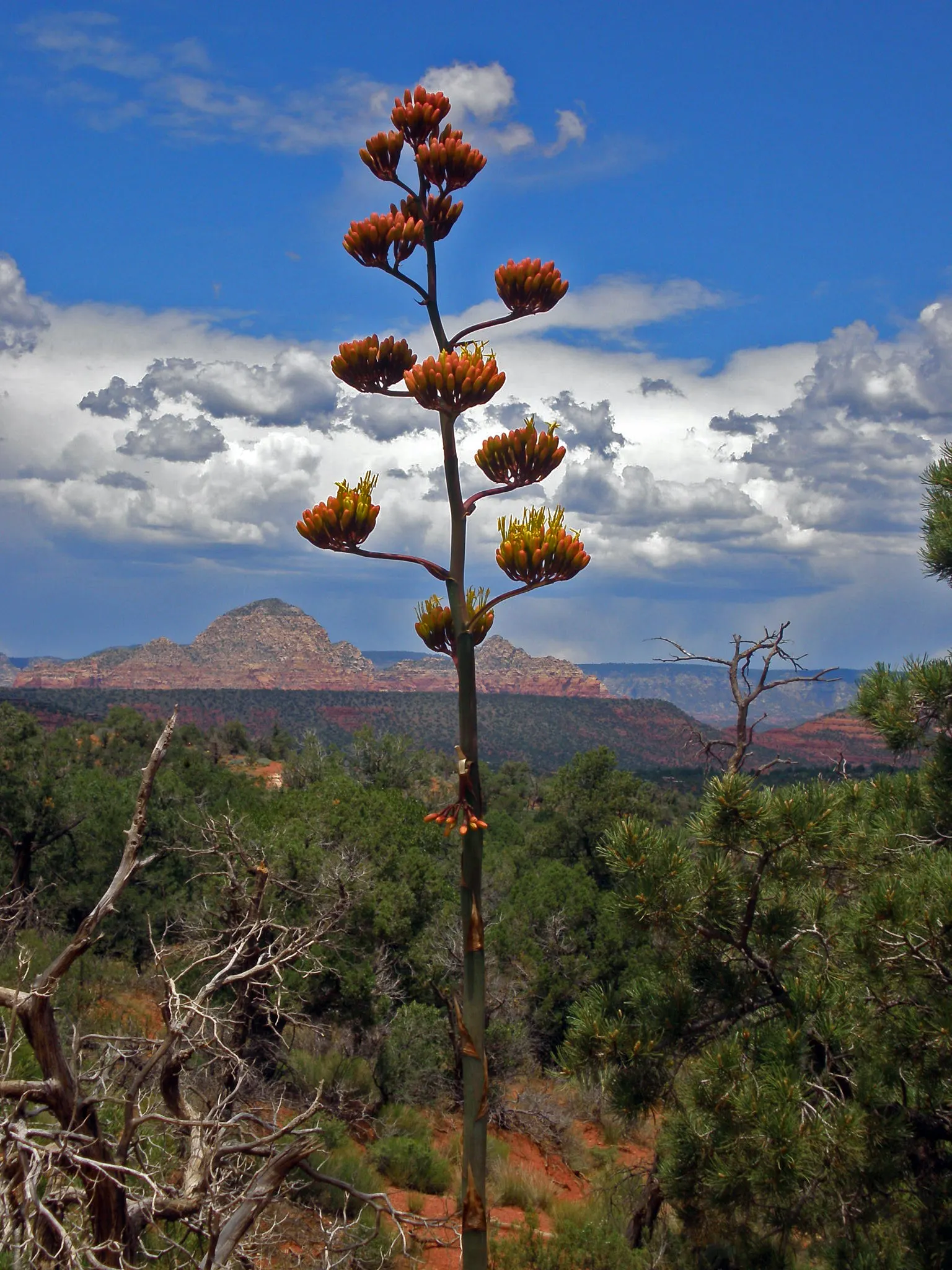 Desert Agave (Agave Deserti) — the Desert Agave typically spans 2 to 3 feet in height and width when fully mature; spiny-edged leaves that can reach 24 inches