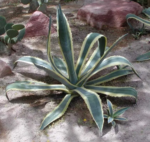 Desert Agave (Agave Deserti) — Adapted to arid conditions, this perennial thrives in full sun and well-drained soils