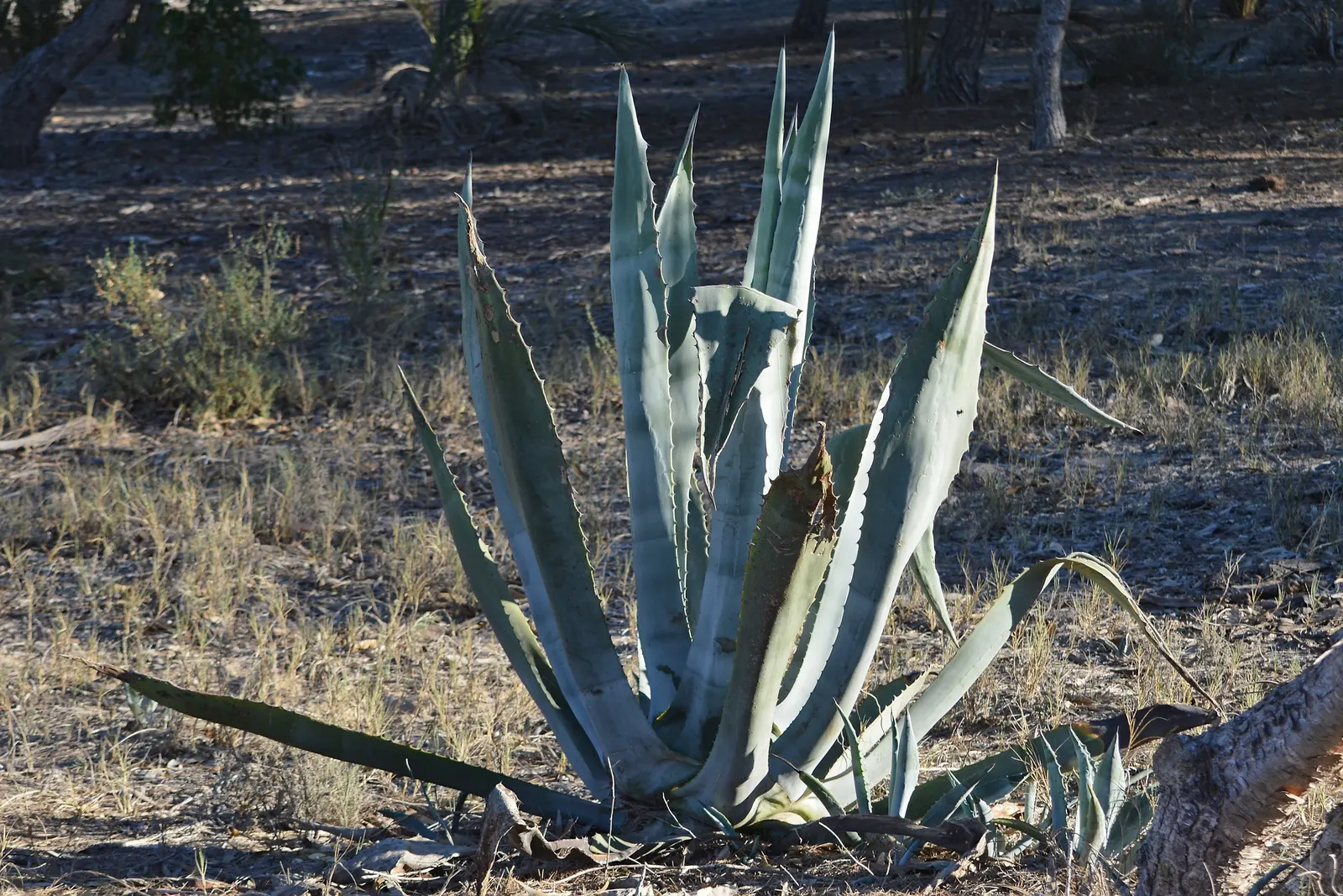 Desert Agave (Agave Deserti) — the Desert Agave sends up a dramatic flowering stalk that can tower 9 to 15 feet; offspring or 'pups' often surround the base