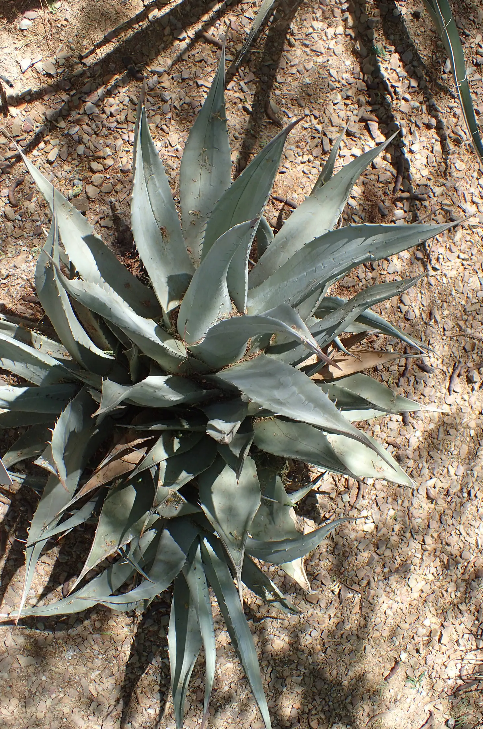 Desert Agave (Agave Deserti) — Native to the southwestern United States and northwestern Mexico