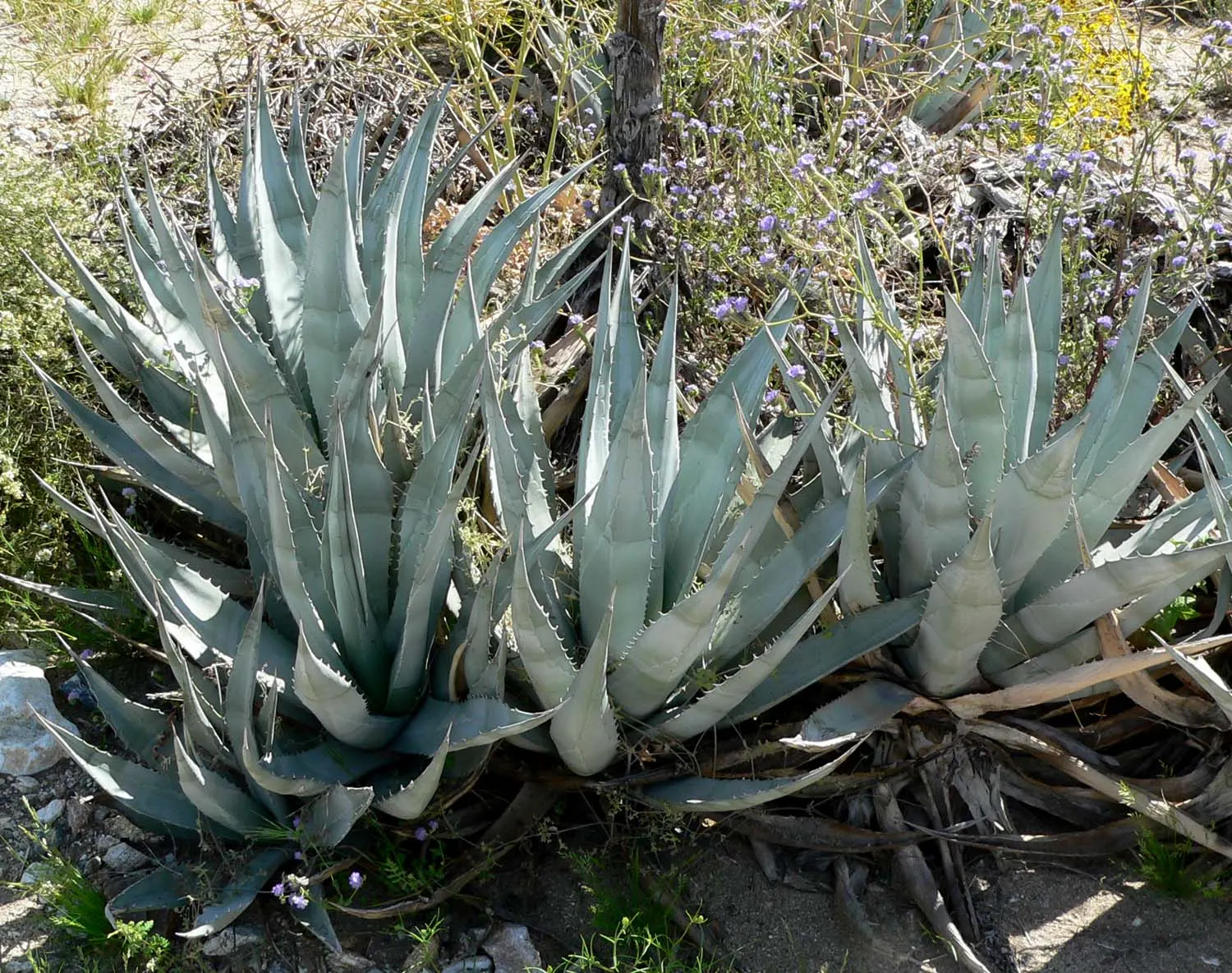 Desert Agave (Agave Deserti) — This spectacle is a one-time event for each rosette, as the plant is monocarpic and will die after blooming