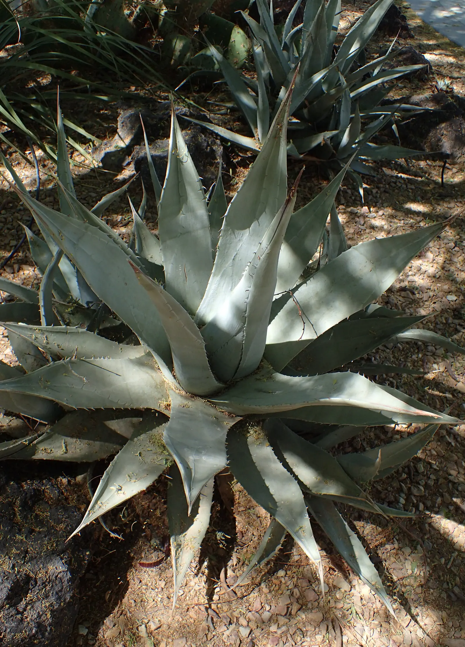 Desert Agave (Agave Deserti) — it's an excellent choice for xeriscaped areas or rock gardens