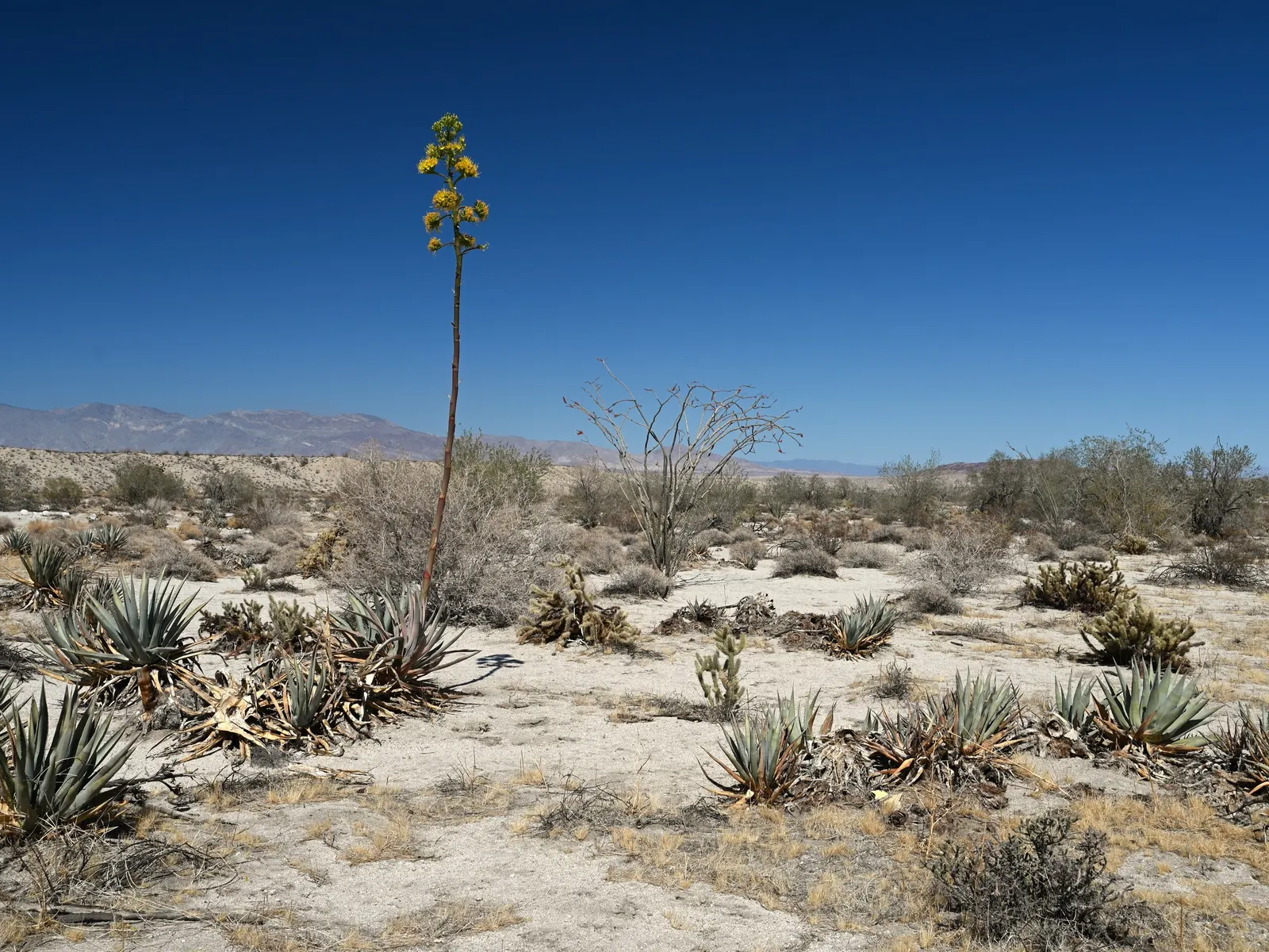 Desert Agave (Agave Deserti) — Each leaf terminates in a formidable spine; due to its low water requirements, image 57