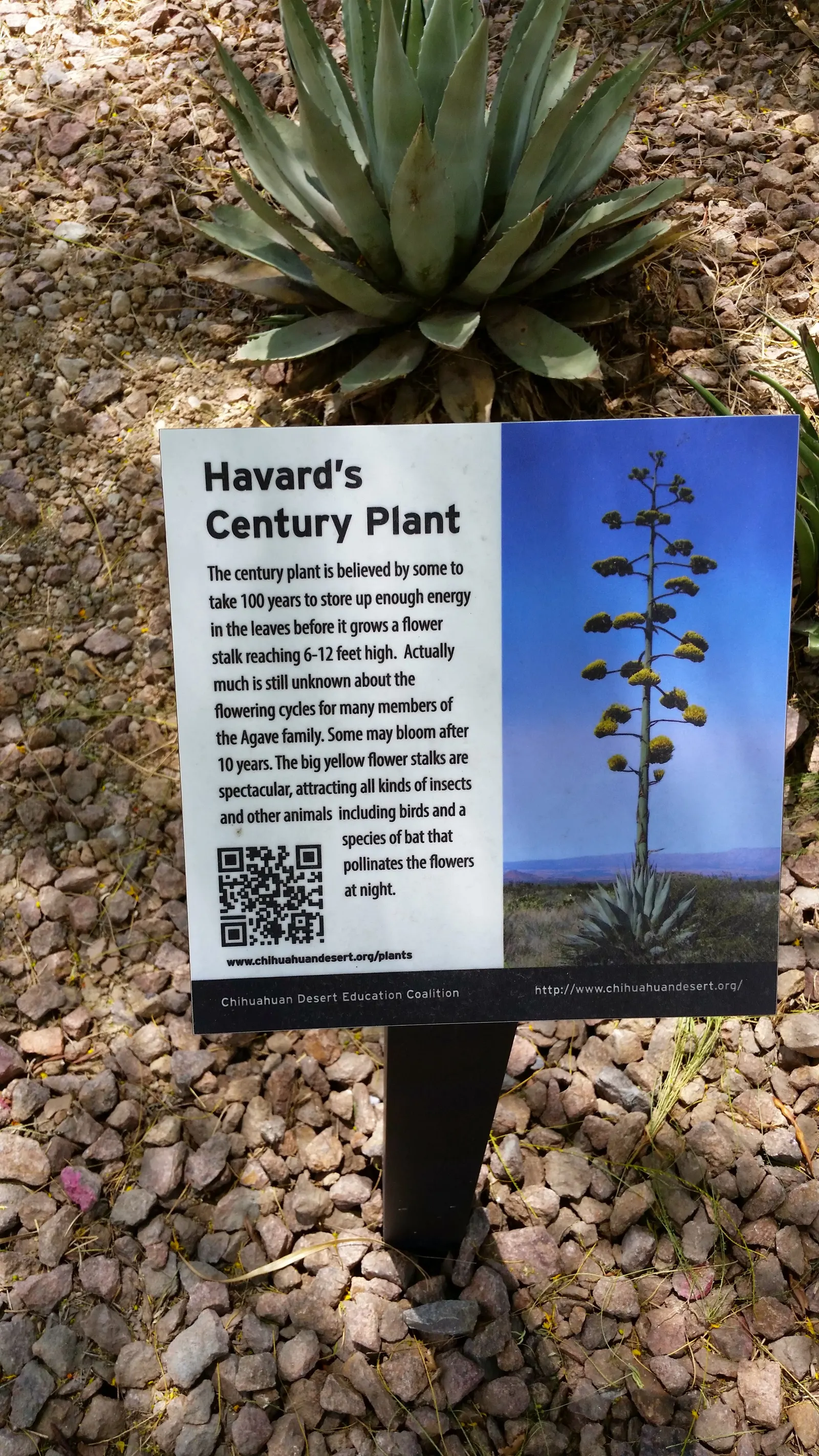 Desert Agave (Agave Deserti) — highlighting the remarkable life cycle and hardy nature of desert flora