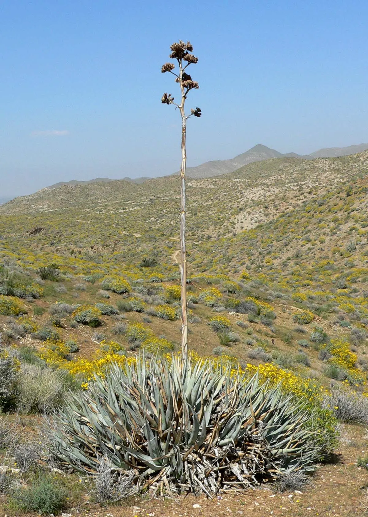 Desert Agave (Agave Deserti) — Native to the southwestern United States and northwestern Mexico; this agave prefers well-draining soils and thrives, image 54