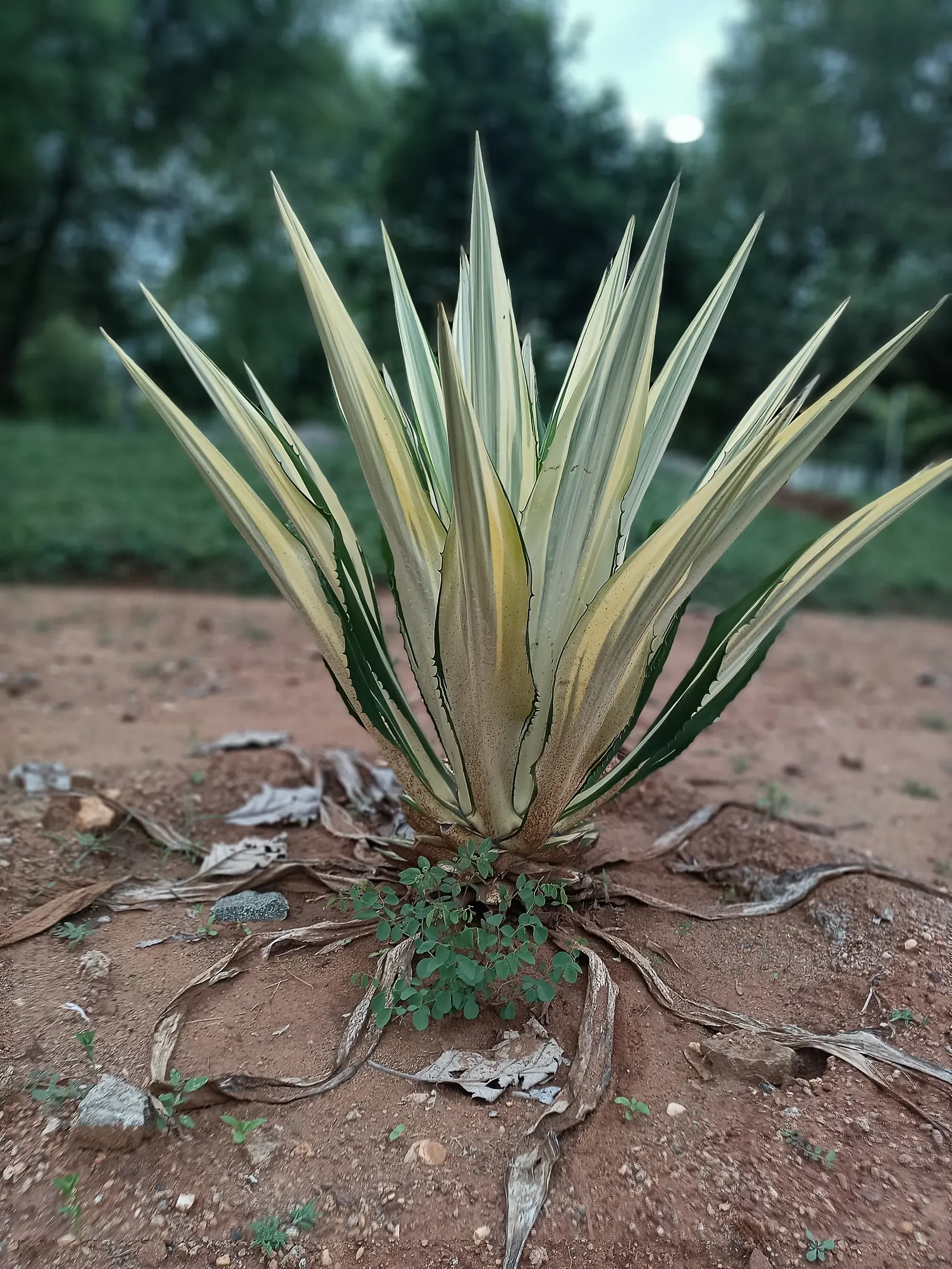 Desert Agave (Agave Deserti) — spiny-edged leaves that can reach 24 inches tall by 18 inches wide; the Desert Agave typically spans 2 to 3 feet in, image 74