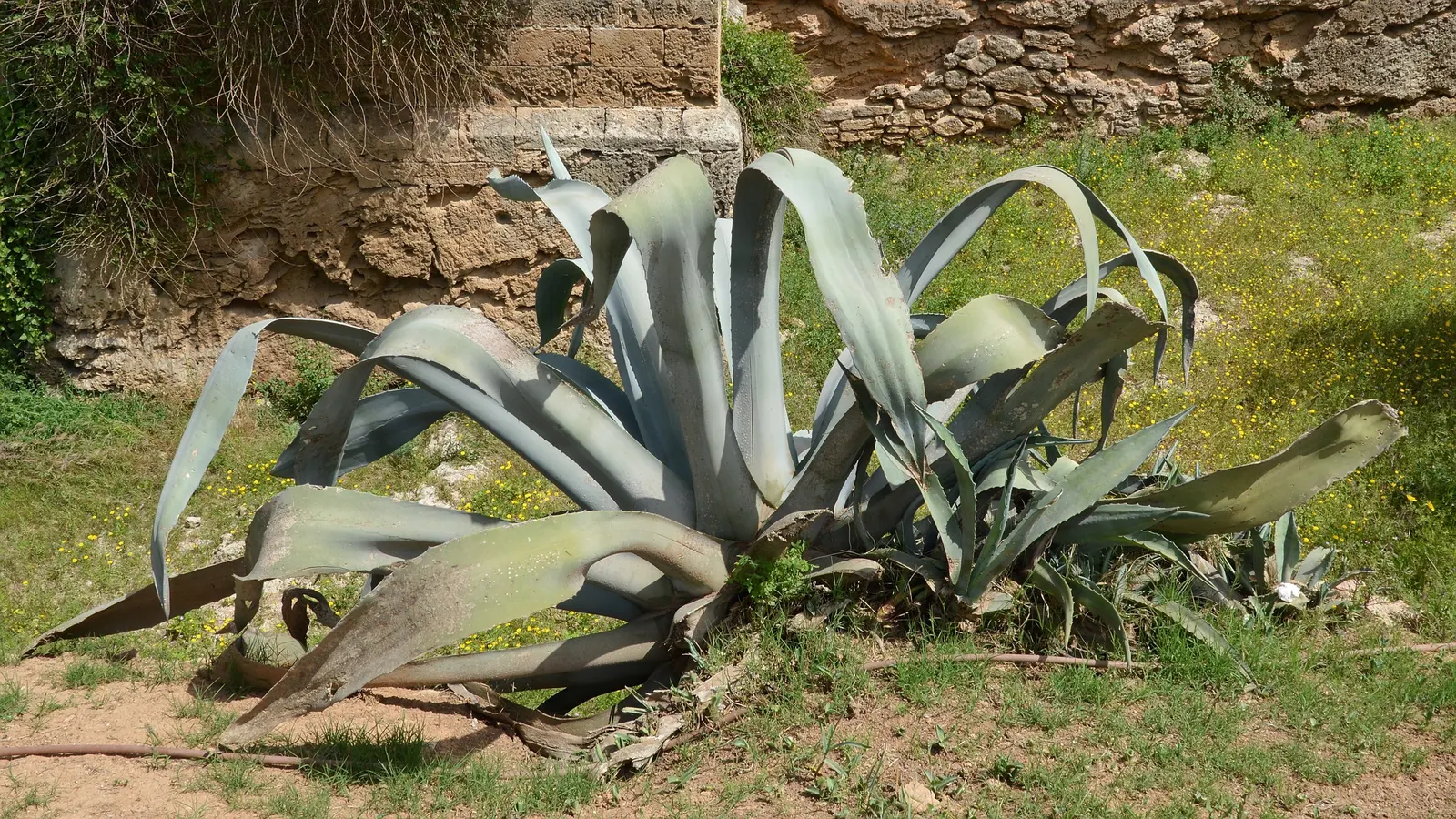 Desert Agave (Agave Deserti) — mimicking its natural arid habitats.<br><br>Every 10 to 15 years; it's an excellent choice for xeriscaped areas or rock gardens