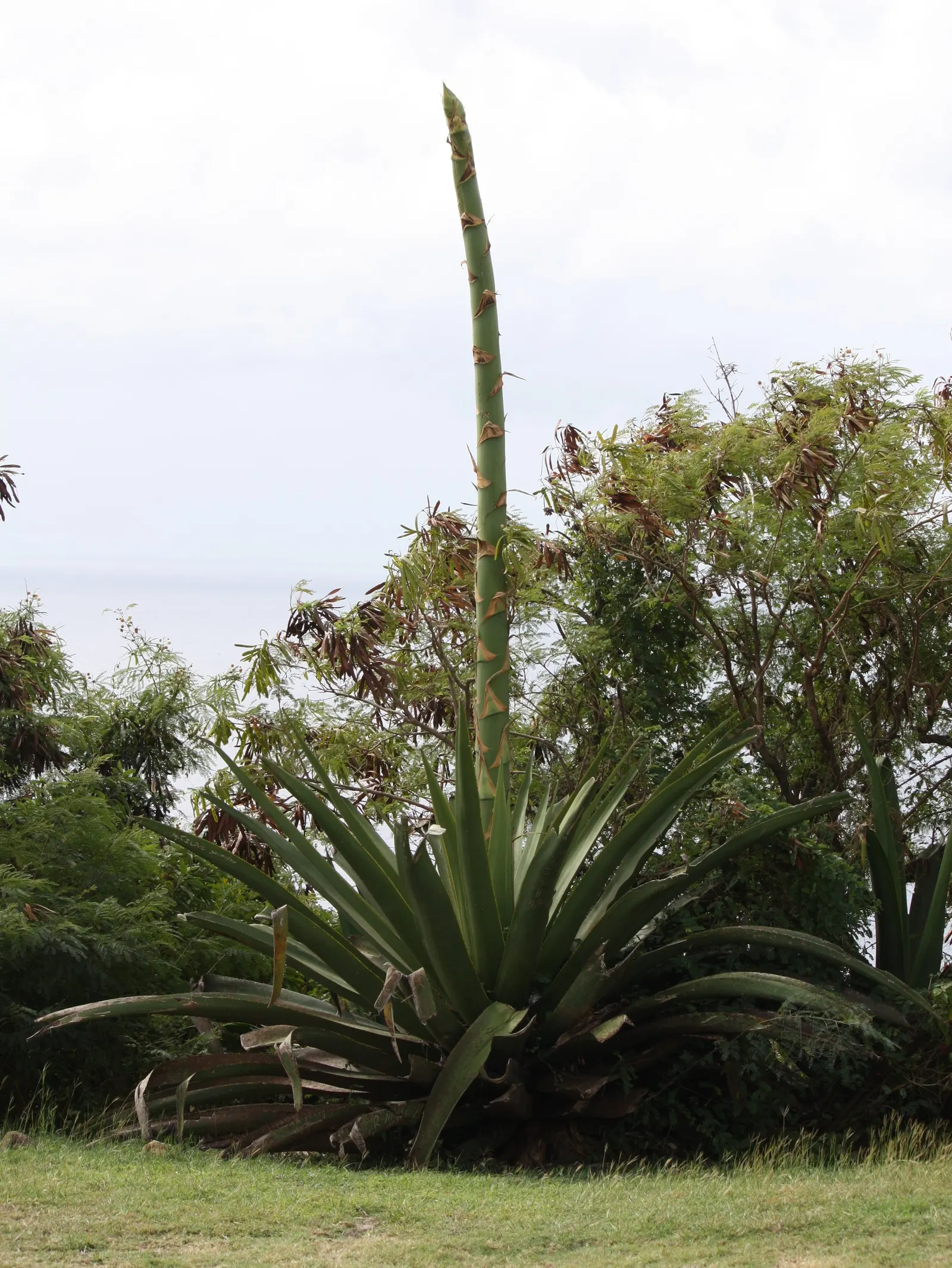 Desert Agave (Agave Deserti) — This agave prefers well-draining soils and thrives in full sun exposure; native to the southwestern United States and