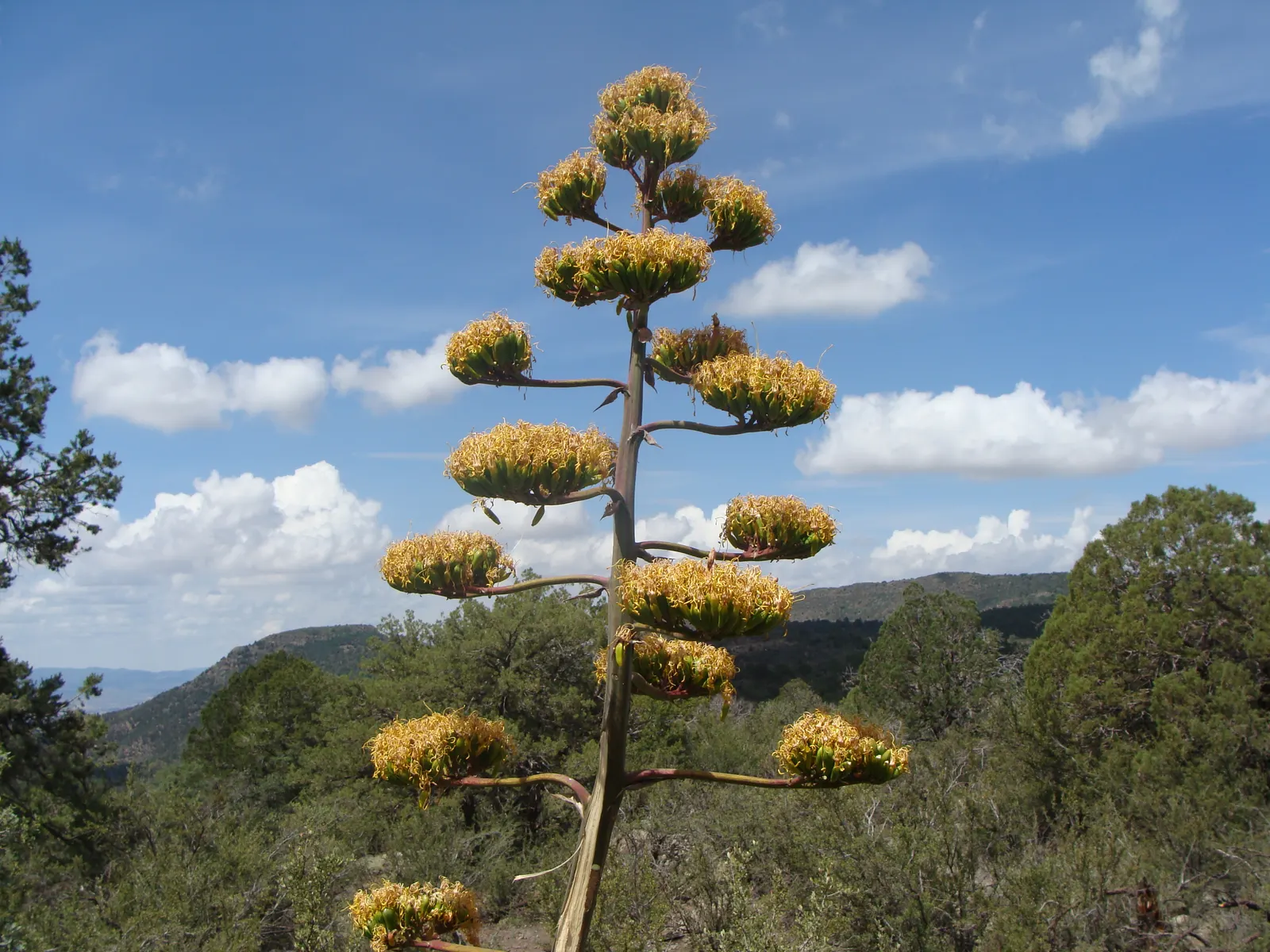 Desert Agave (Agave Deserti) — so placement within the garden should consider pedestrian traffic.<br><br>Striking in its individual form; this spectacle is a