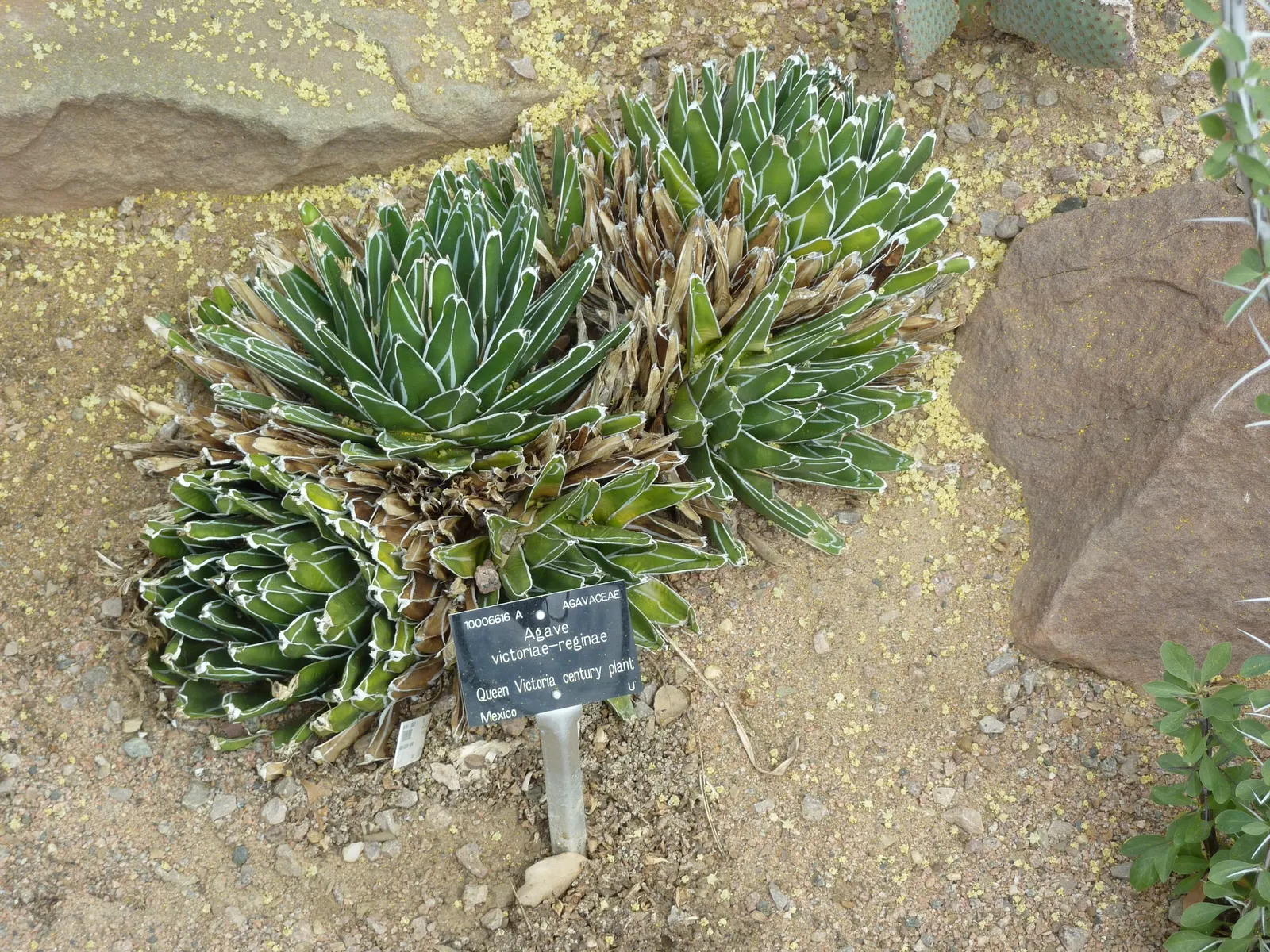 Desert Agave (Agave Deserti) — spiny-edged leaves that can reach 24 inches tall by 18 inches wide