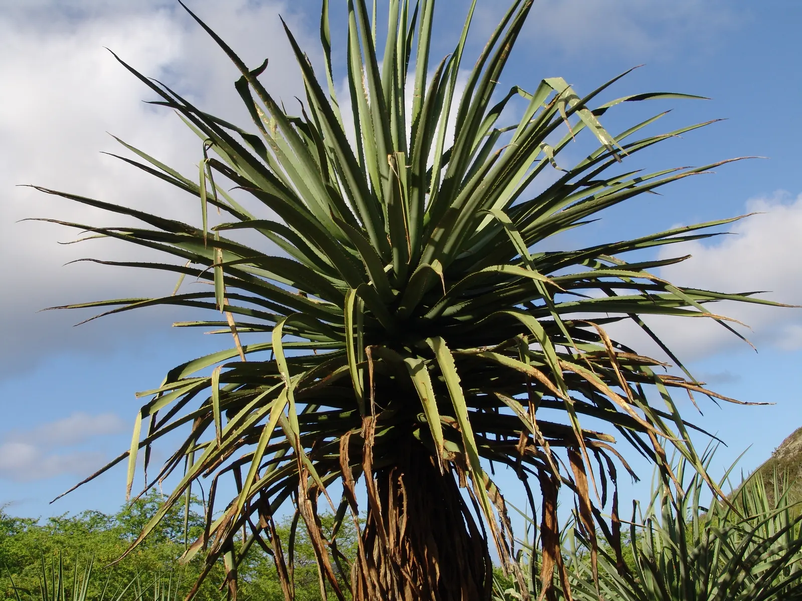 Desert Agave (Agave Deserti) — This agave prefers well-draining soils and thrives in full sun exposure