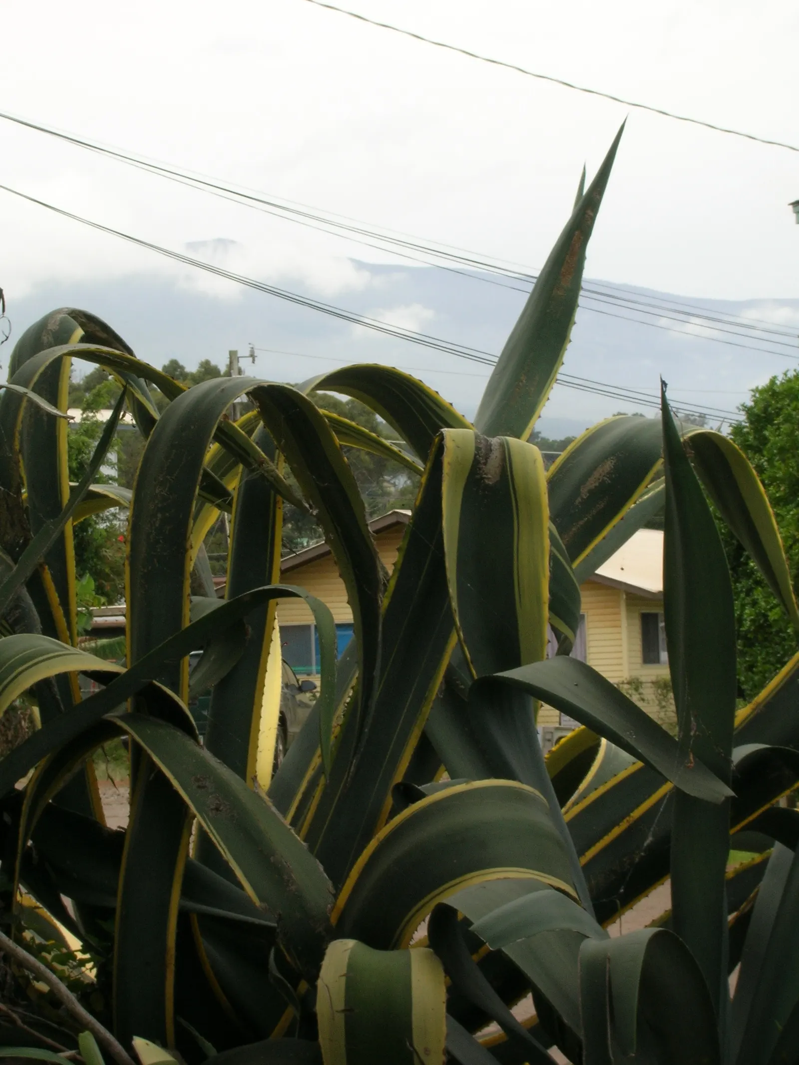 Desert Agave (Agave Deserti) — succulent with yellow blooms; embodying the principles of water-wise landscaping, image 71