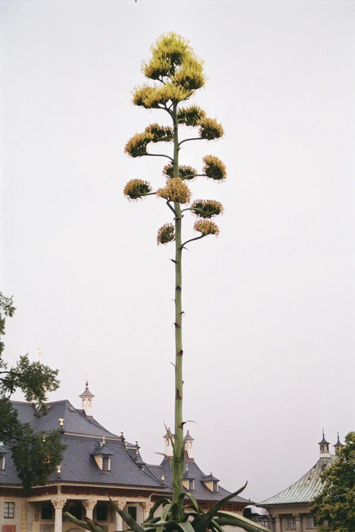 Desert Agave (Agave Deserti) — offspring or 'pups' often surround the base; the Desert Agave sends up a dramatic flowering stalk that can tower 9, image 68