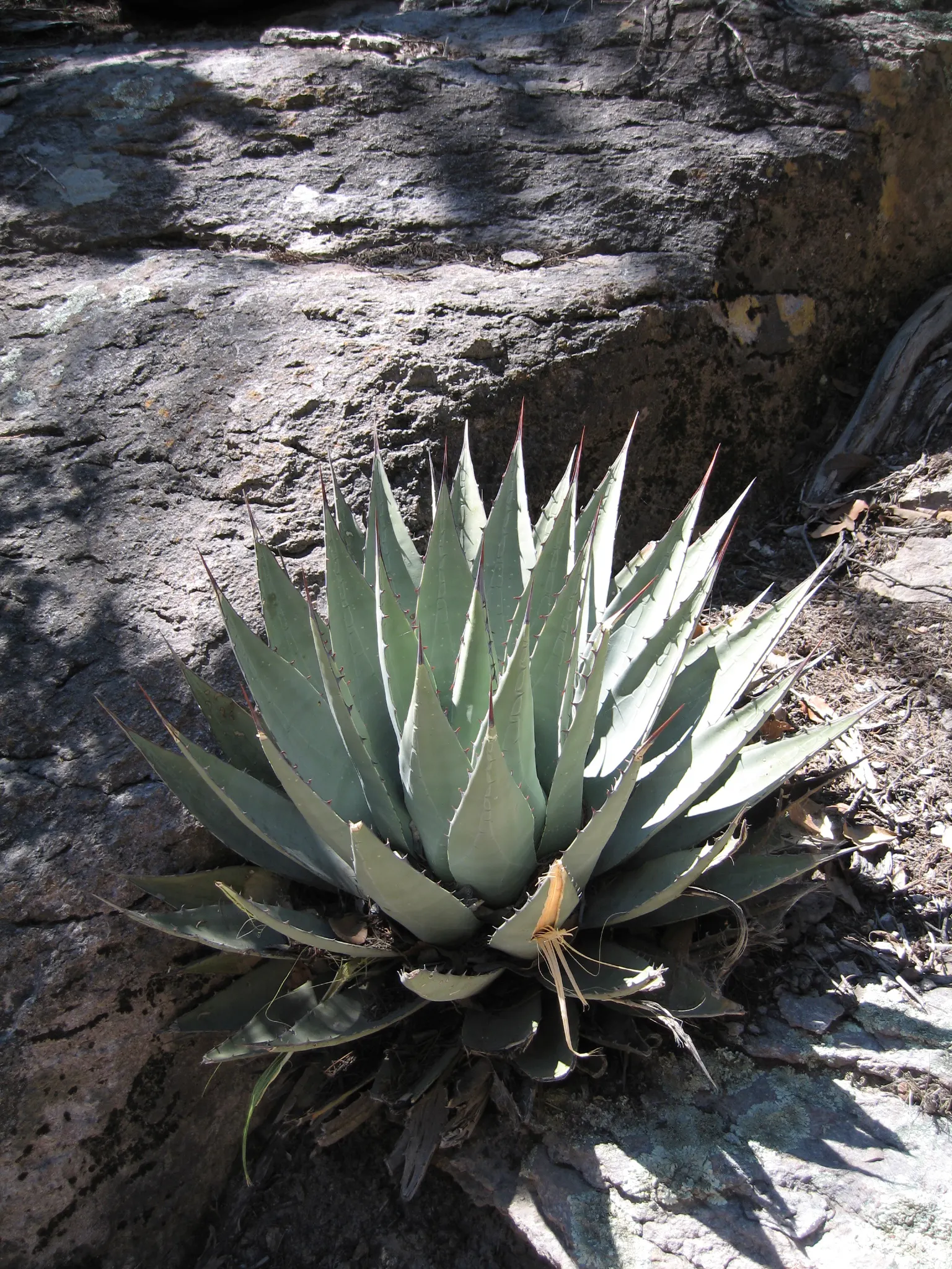 Desert Agave (Agave Deserti) — exhibits rosettes of narrow; its striking, once-in-a-lifetime bloom appears on a tall stalk up to 10 feet high after, image 49