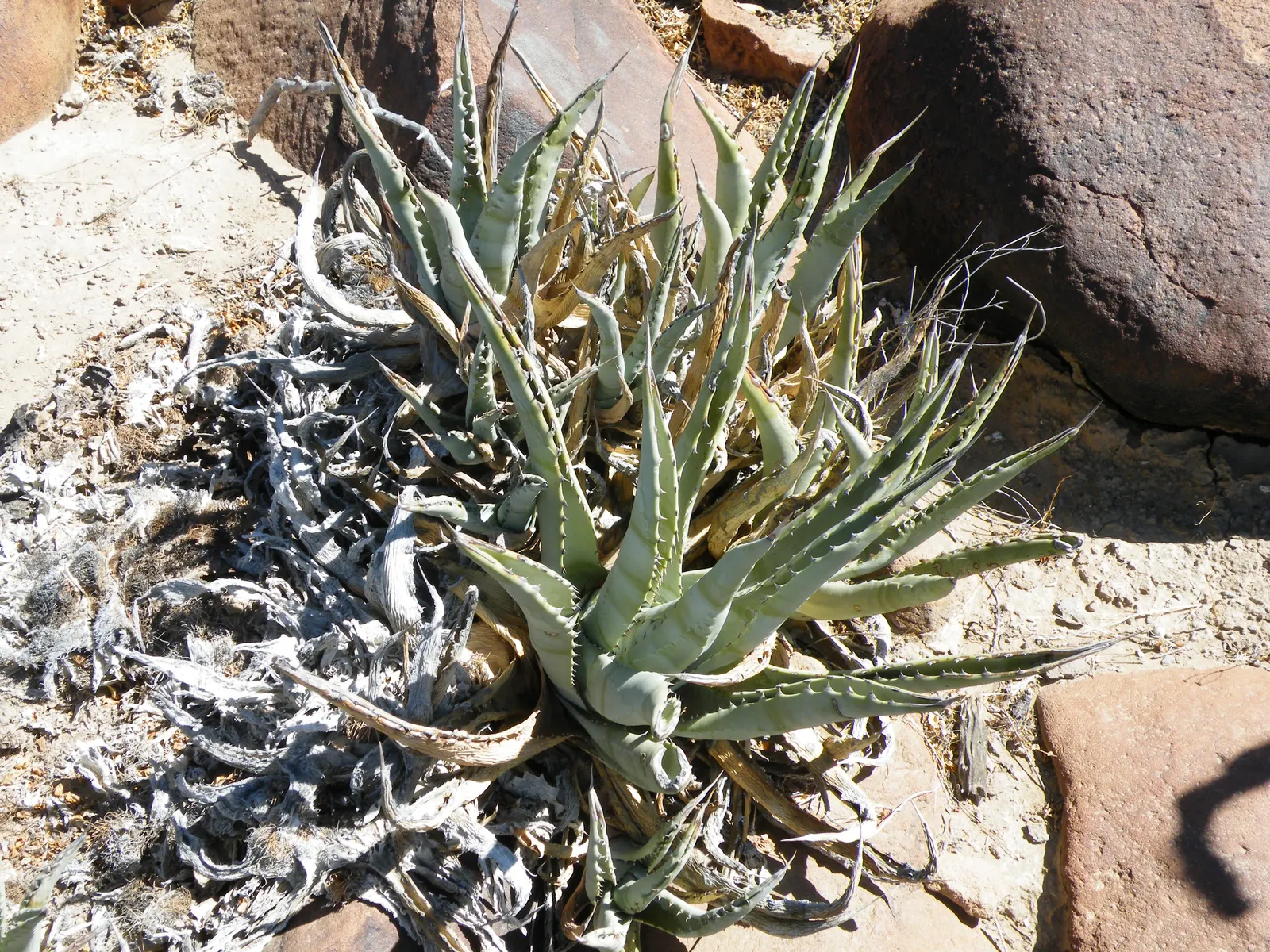 Desert Agave (Agave Deserti) — yellow flowers in the garden; this succulent plant boasts a rosette of spiky